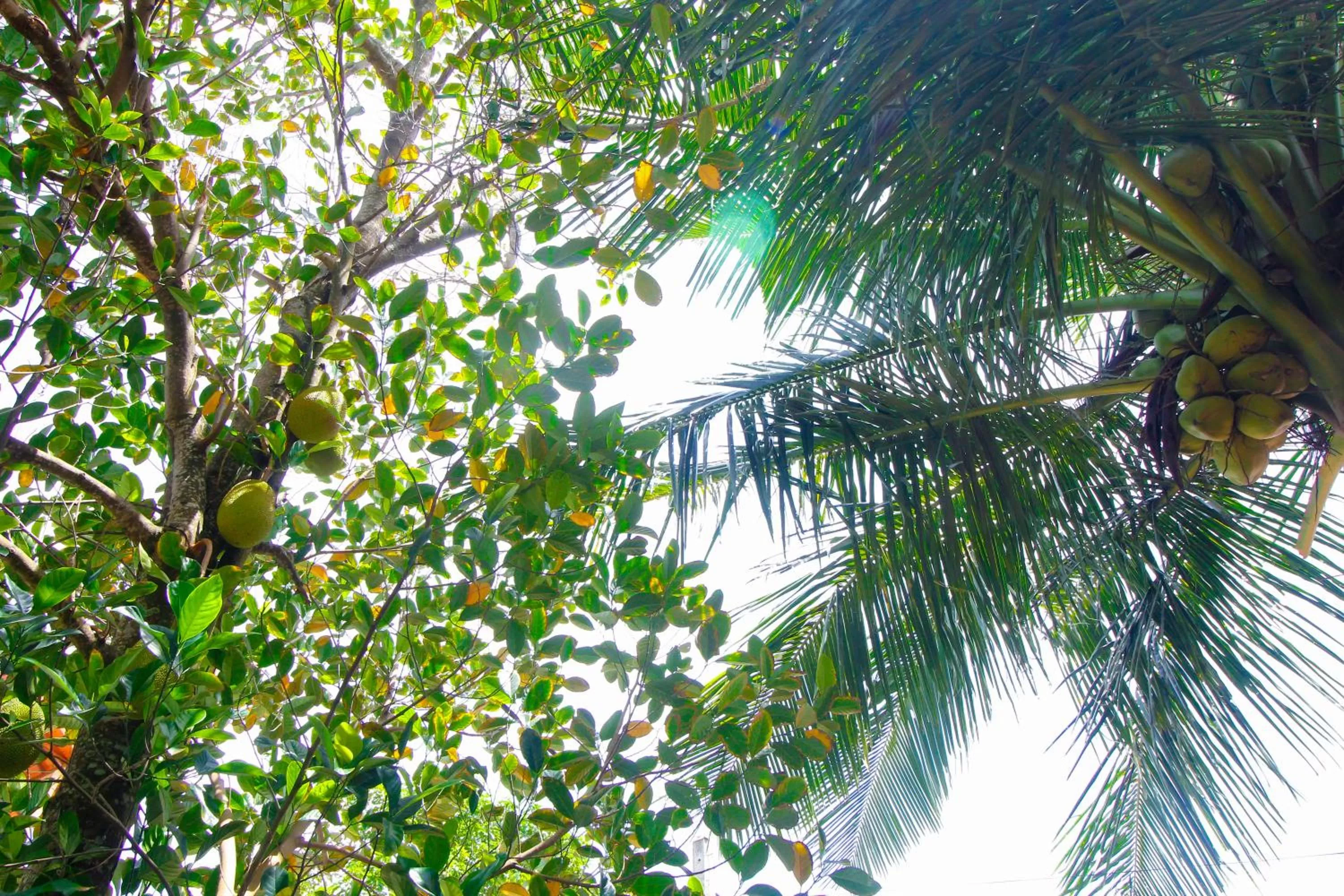 Summer in Dedunu Home Bentota