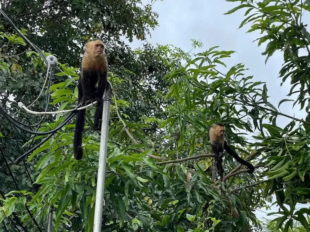 Other Animals in Las Brisas Resort and Villas