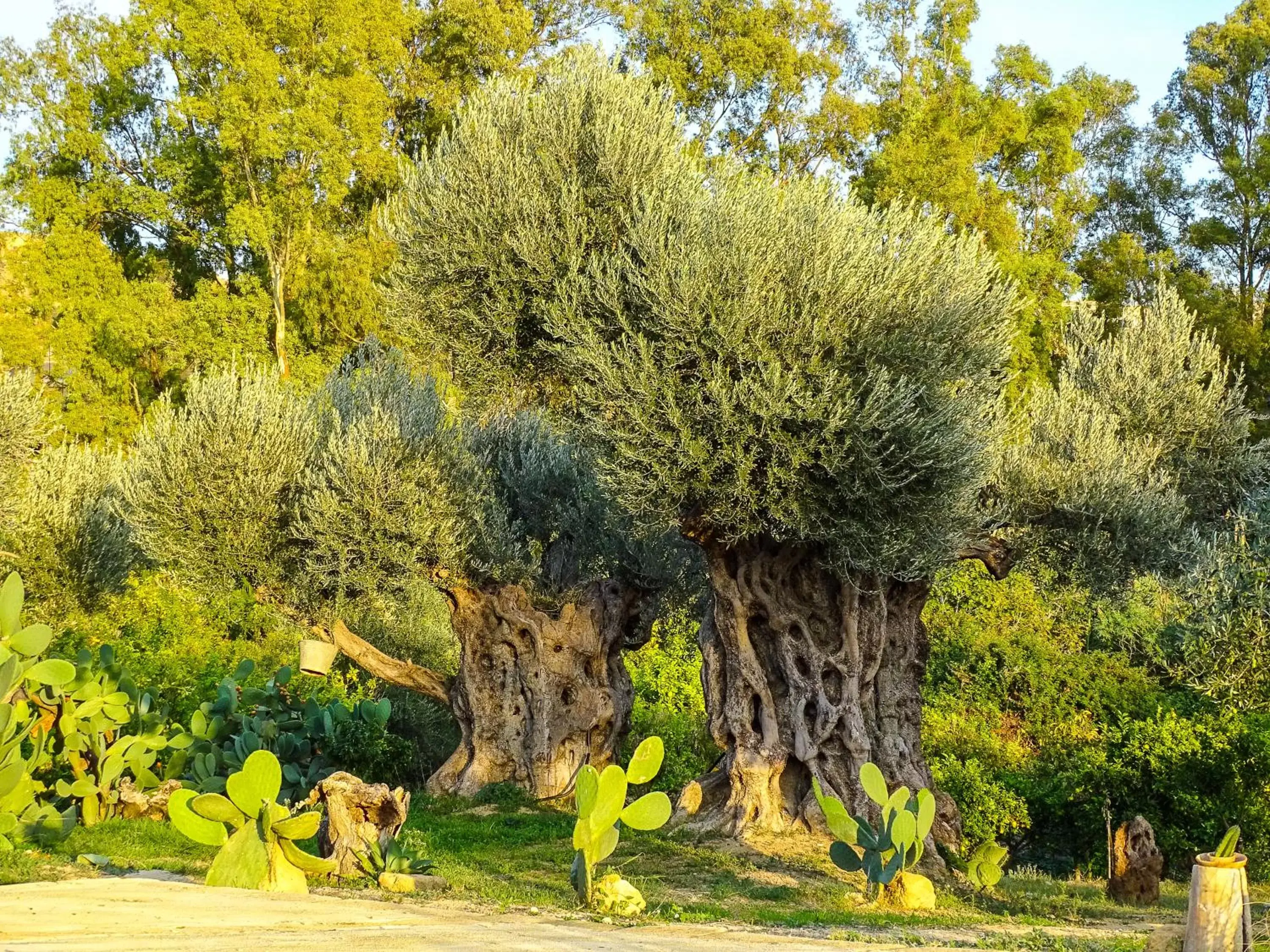 Garden in Villa La Lumia B&B Suites & Apartments