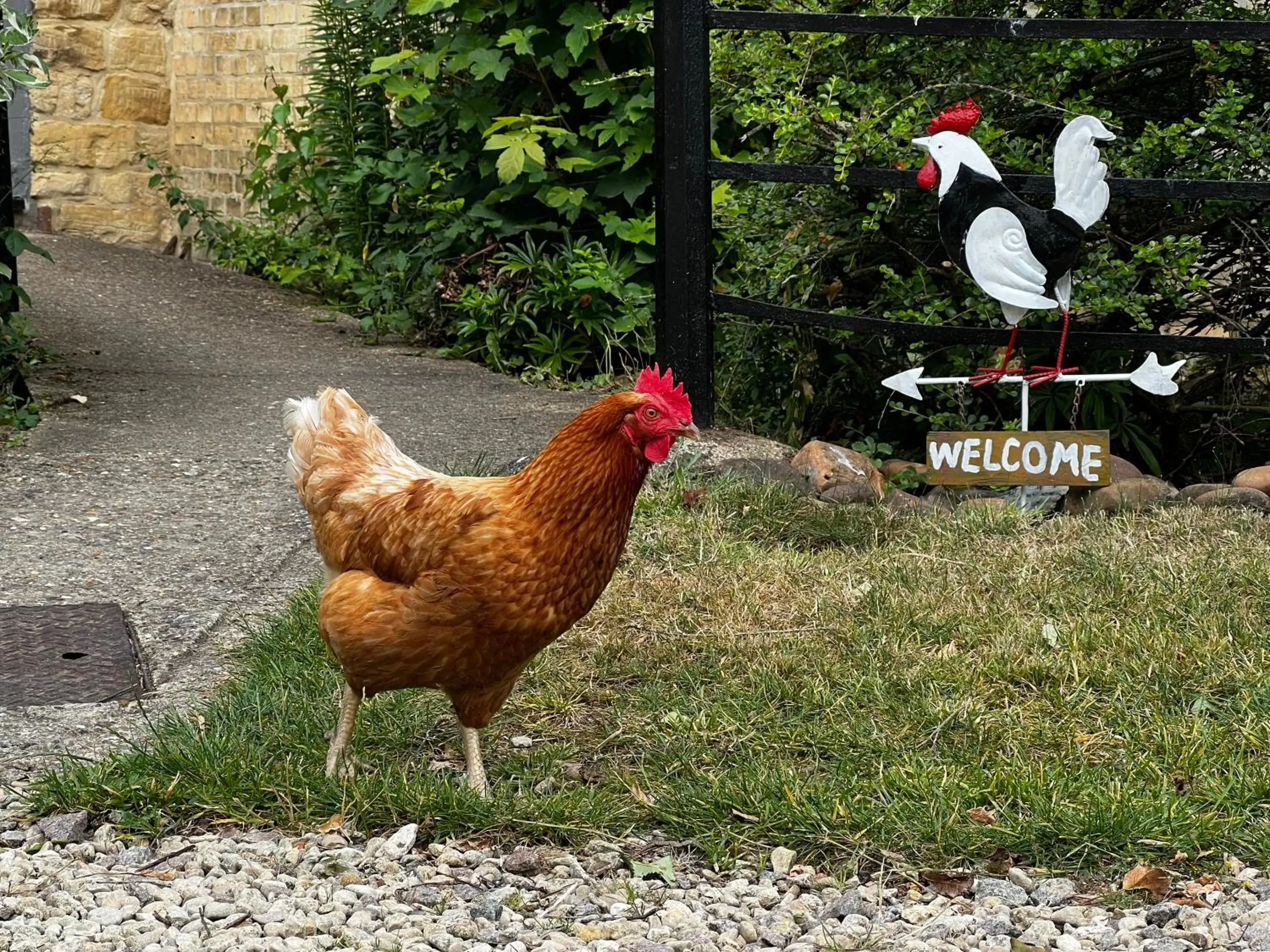 View (from property/room), Other Animals in Home Farm Bed & Breakfast