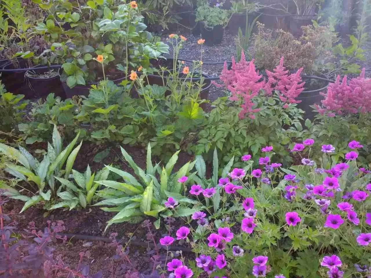 Garden in Brambles Bed and Breakfast