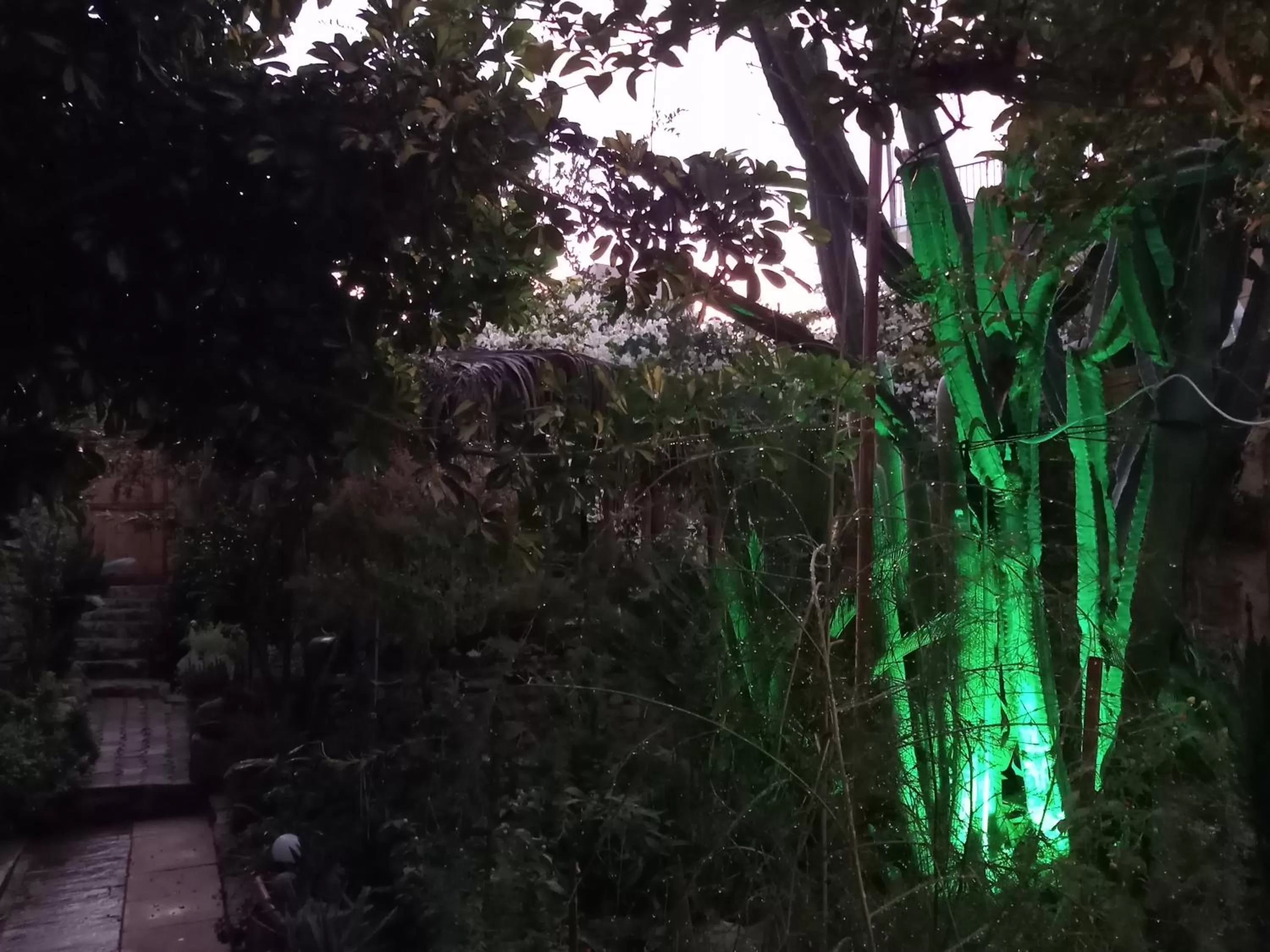 Natural landscape in Mystery Garden Guest House