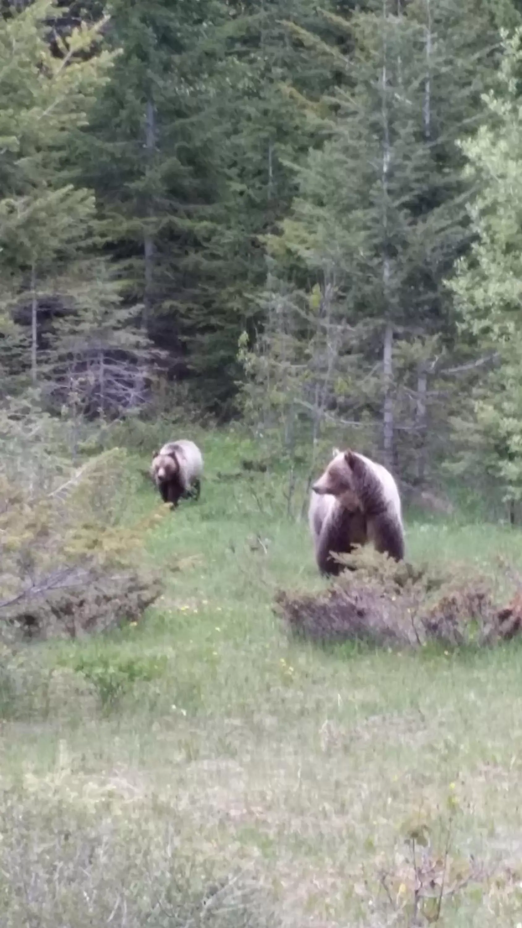 Natural landscape, Other Animals in AppleTree Inn