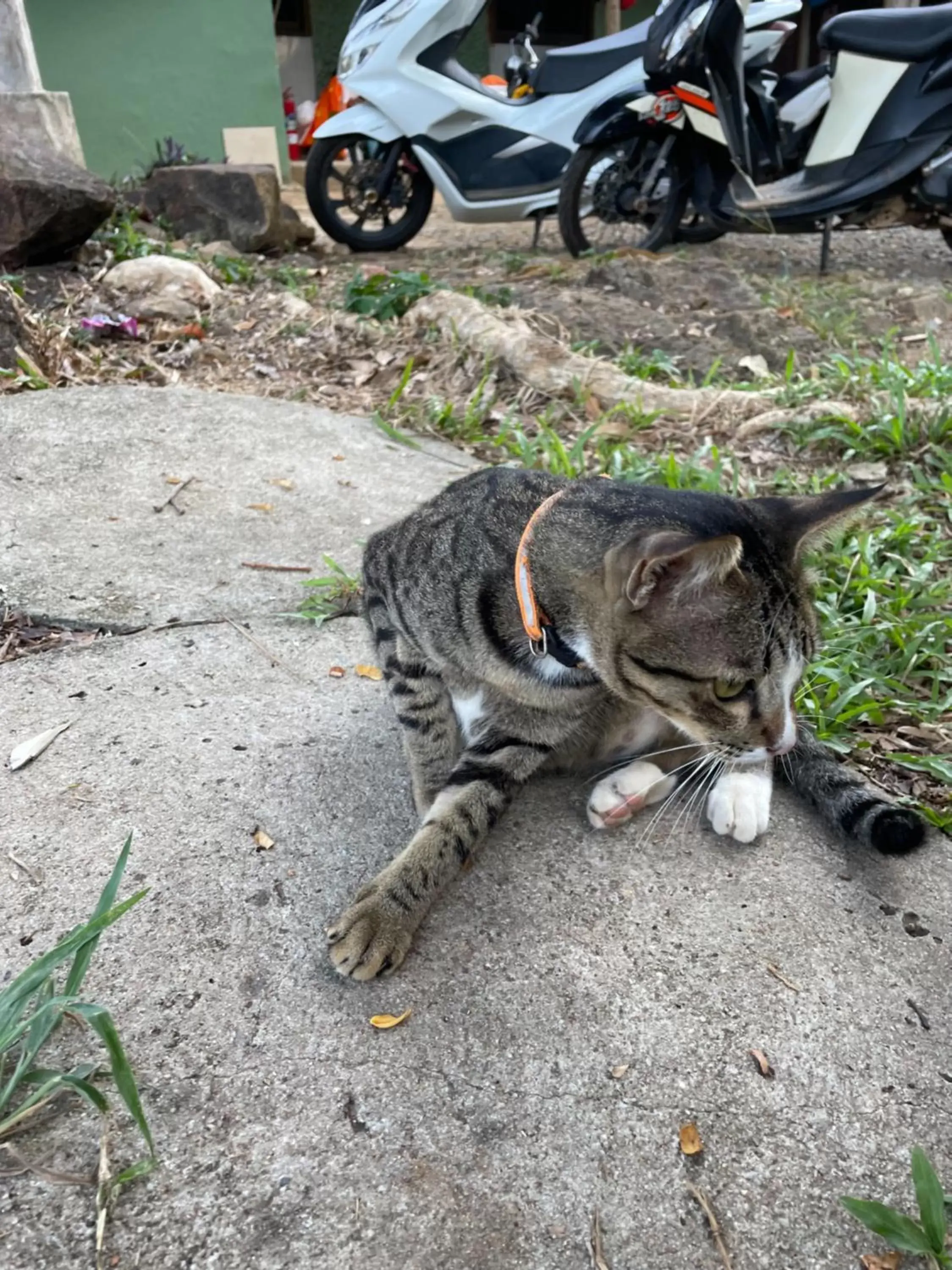 Pets, Other Animals in Cliff Cottage