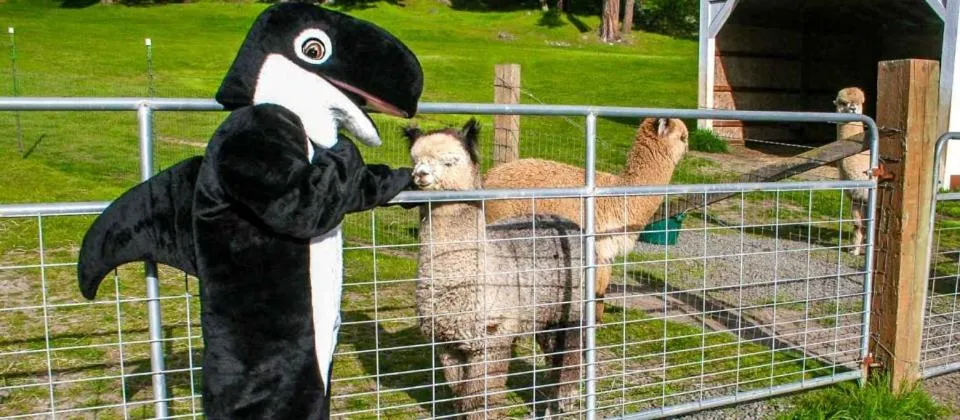 Animals in The Orca Inn