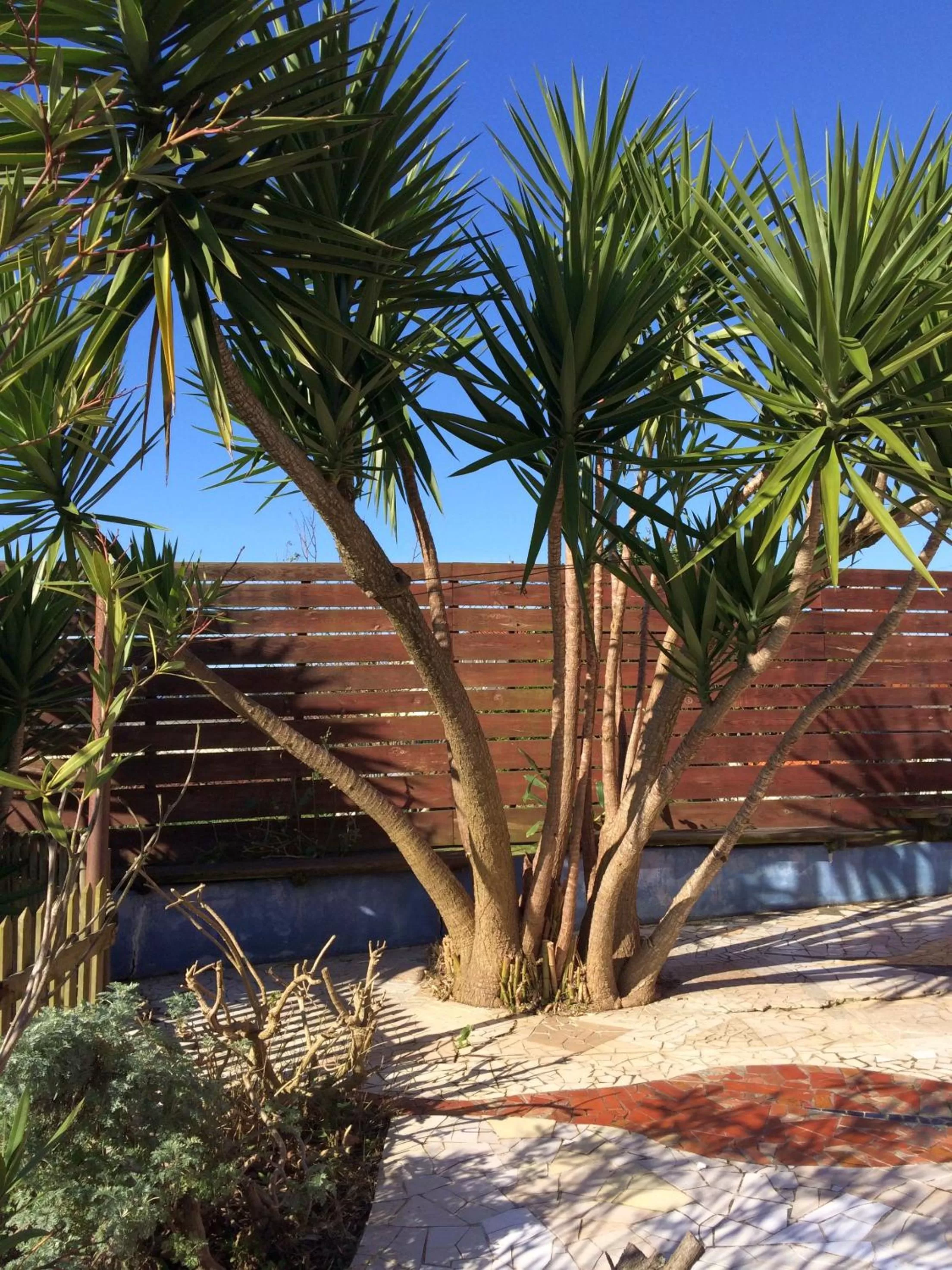 Patio in Casa 3 Águias