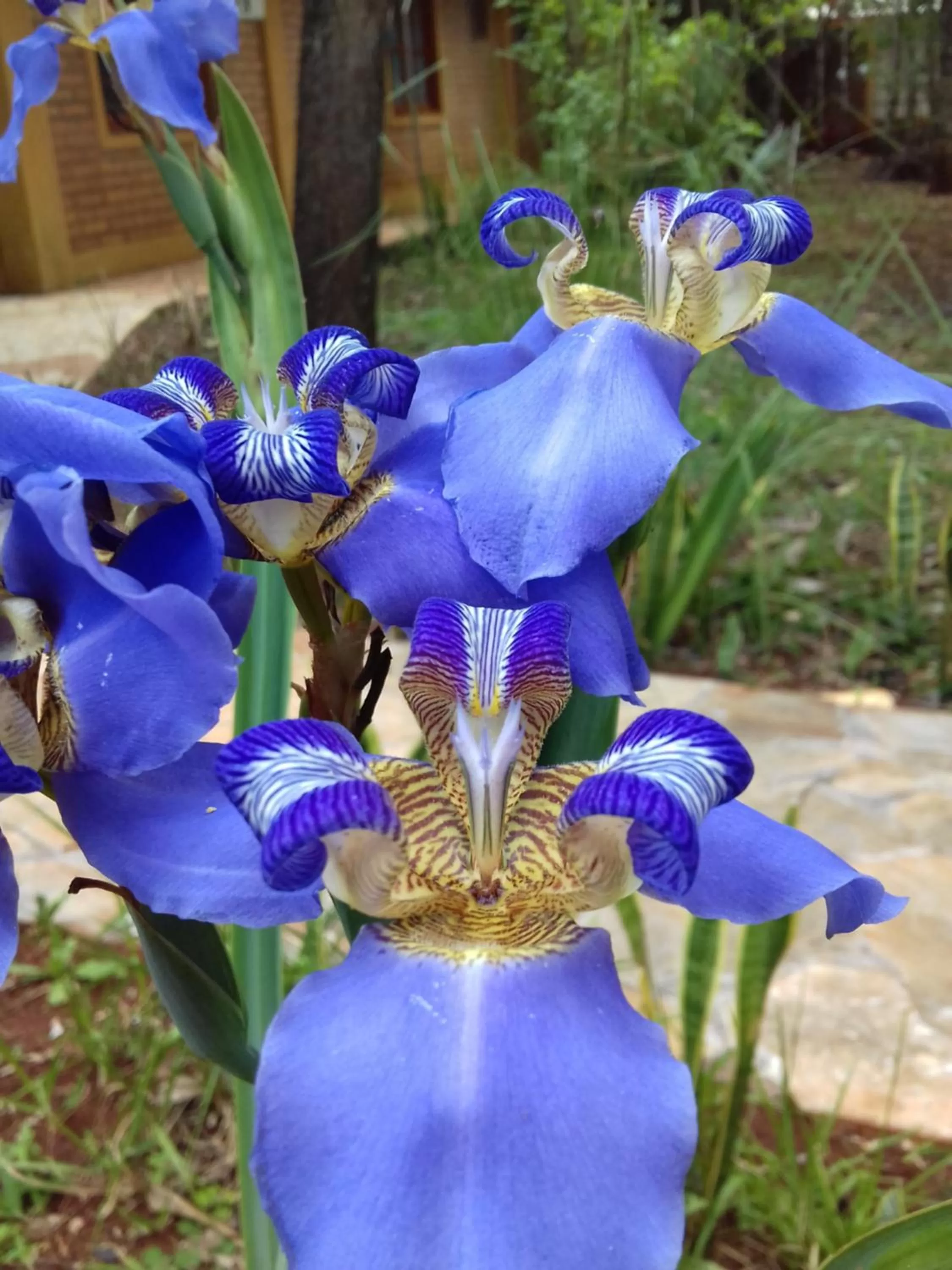 Natural landscape in La Cautiva Iguazú Hotel