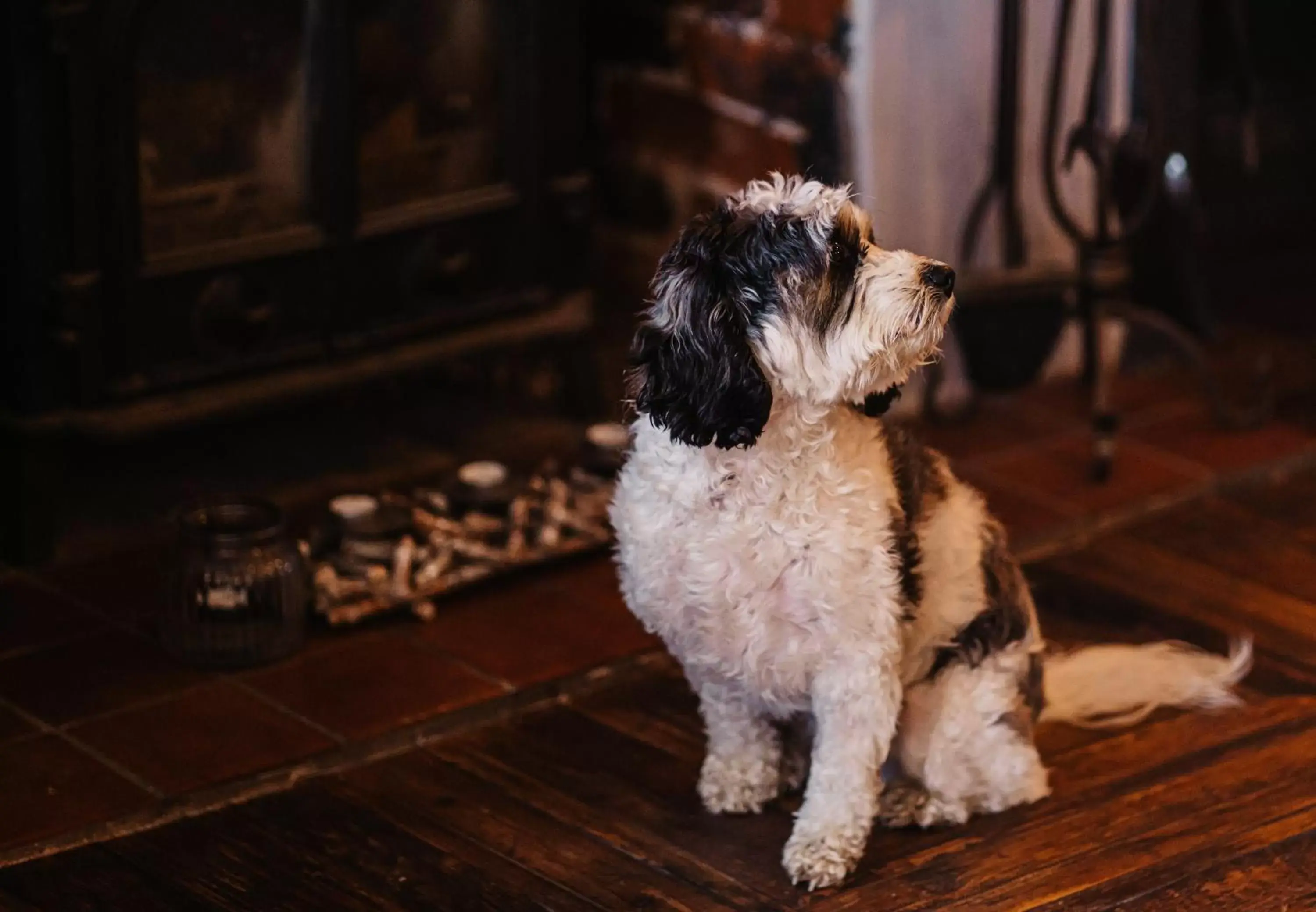 Pets in The Ship Inn