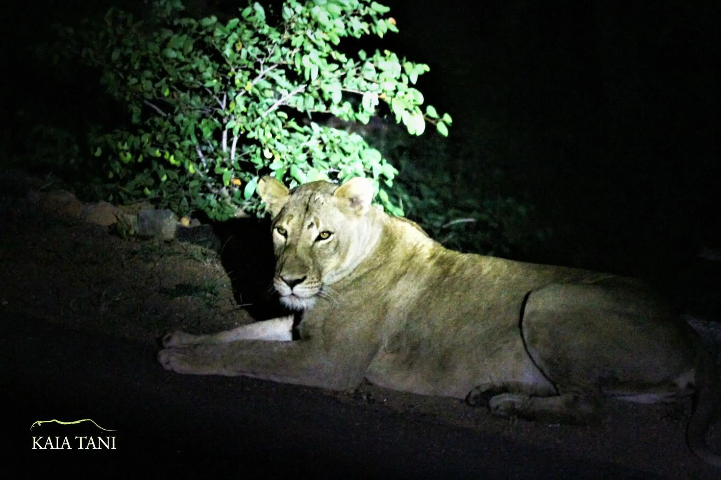 Animals, Pets in Kaia Tani