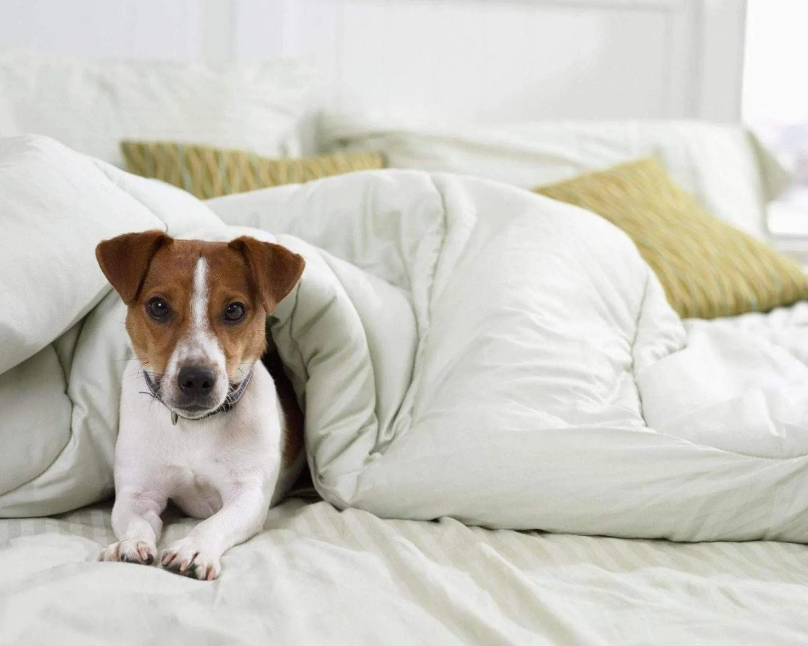 Animals in ibis budget Saint Paul Les Dax