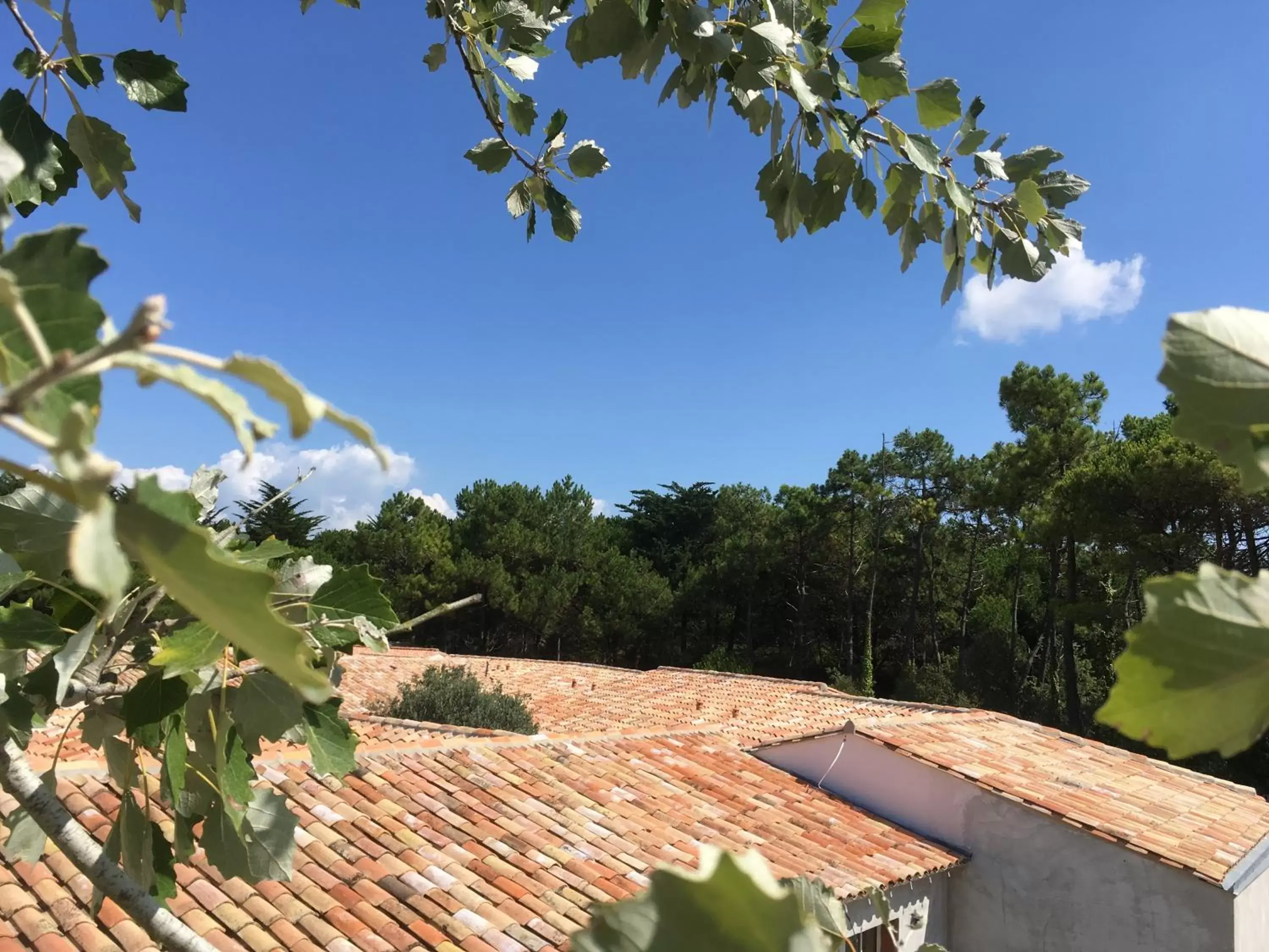 Garden in Hôtel Ile de Ré