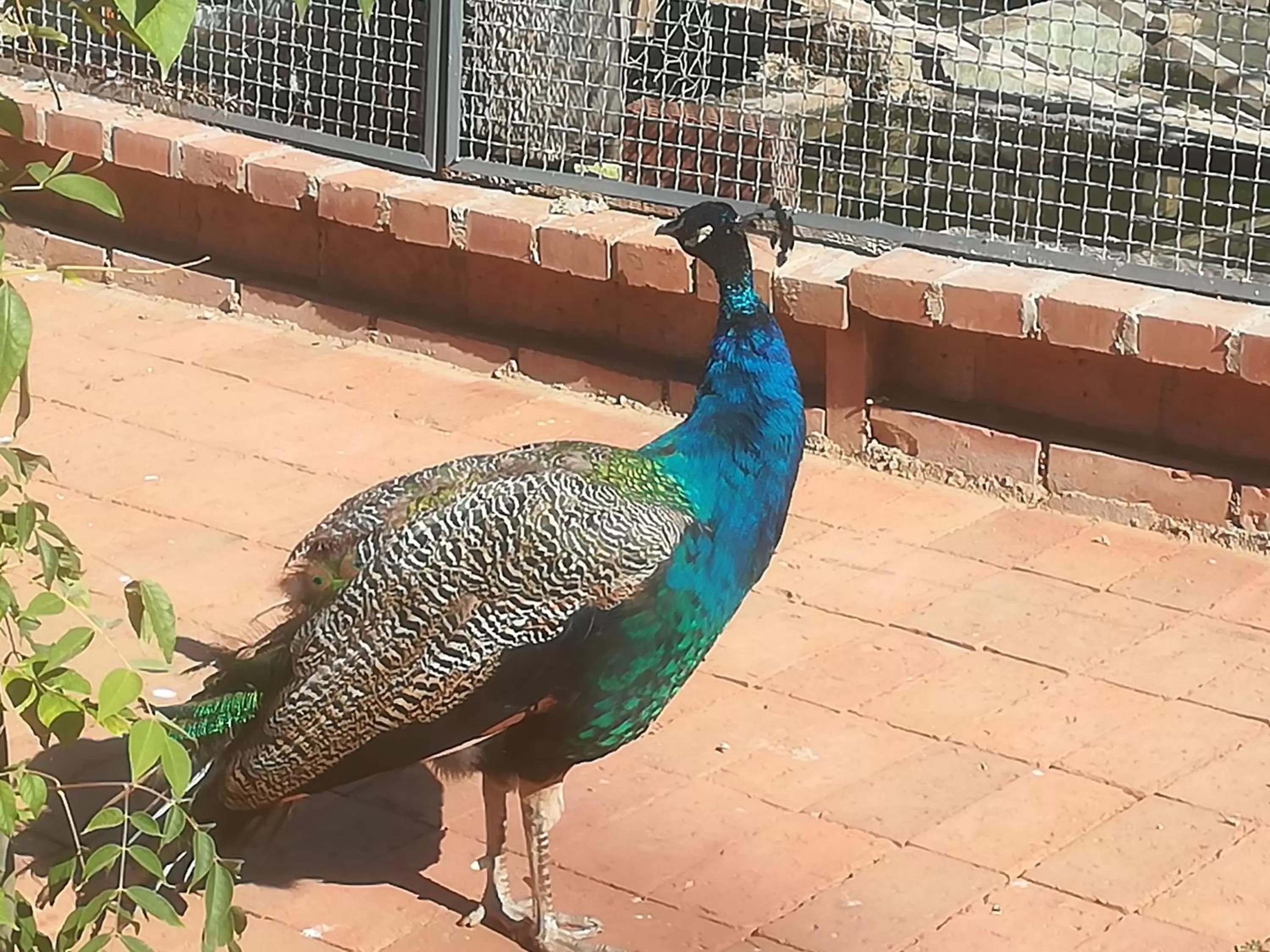 Animals in Etno selo Vile Jefimija, selo Preobrazenje, Vranje