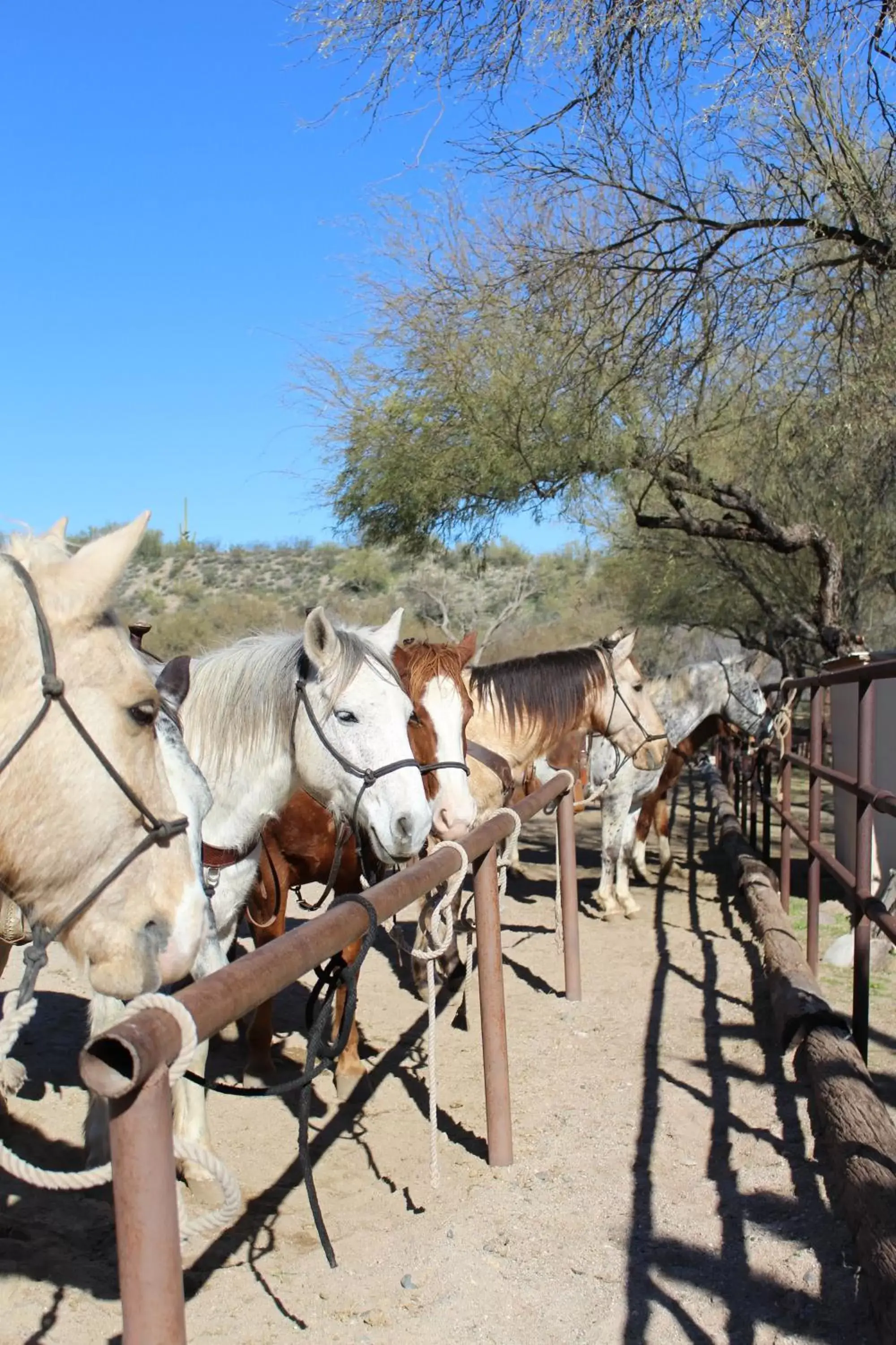 Animals, Other Animals in Kay El Bar Guest Ranch