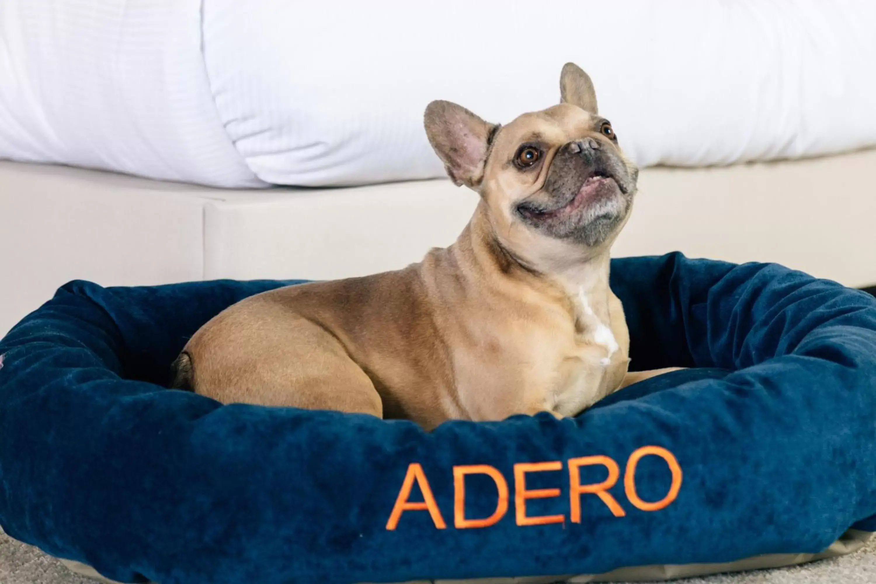 Photo of the whole room, Pets in ADERO Scottsdale Resort, Autograph Collection