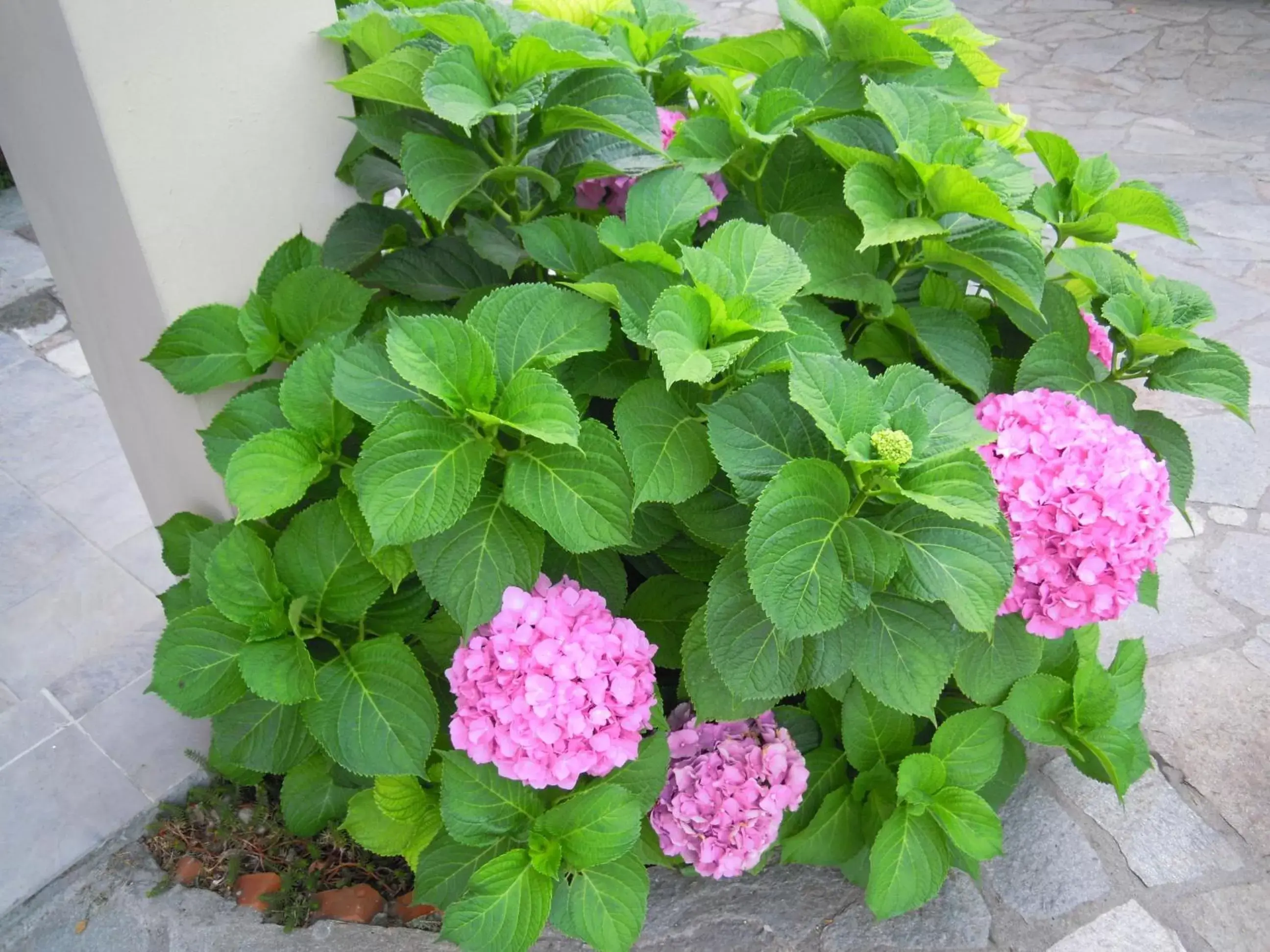 Garden in Villa Mery