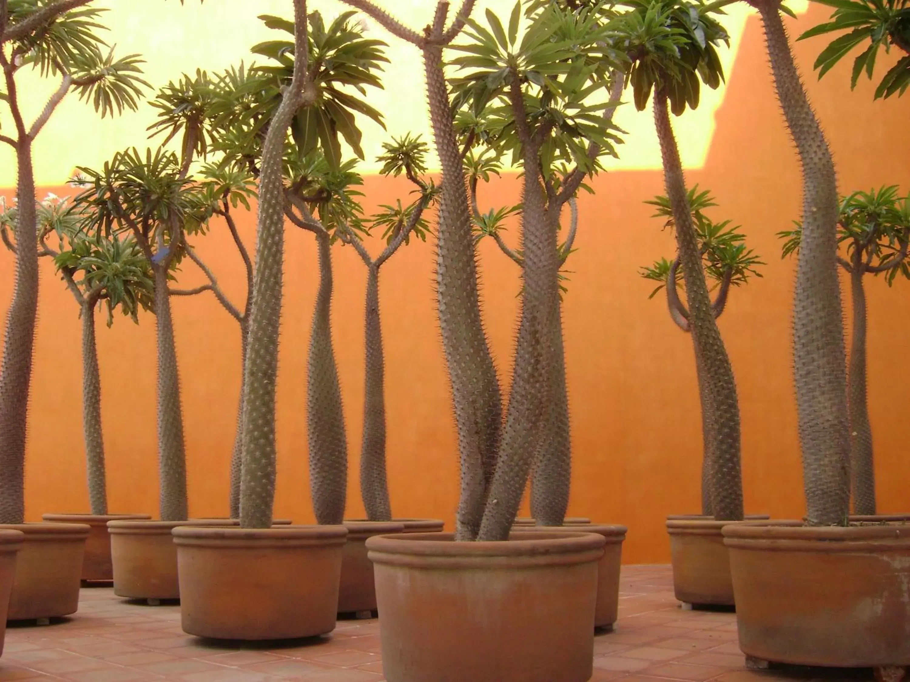 Garden in Hotel Boutique Casareyna