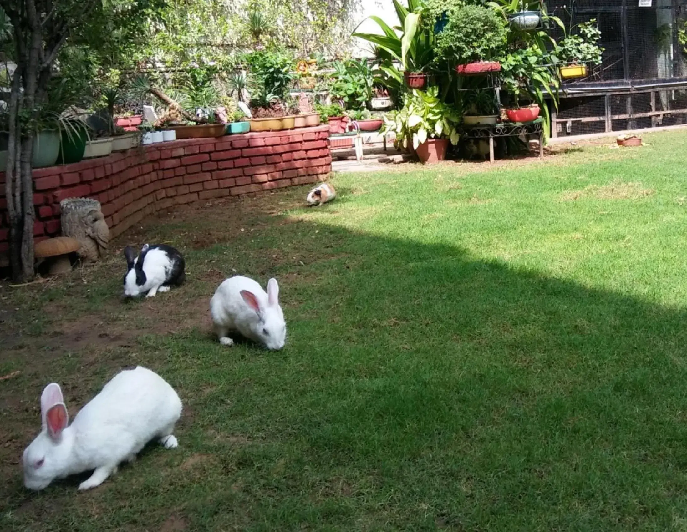 Garden, Other Animals in Tara Niwas