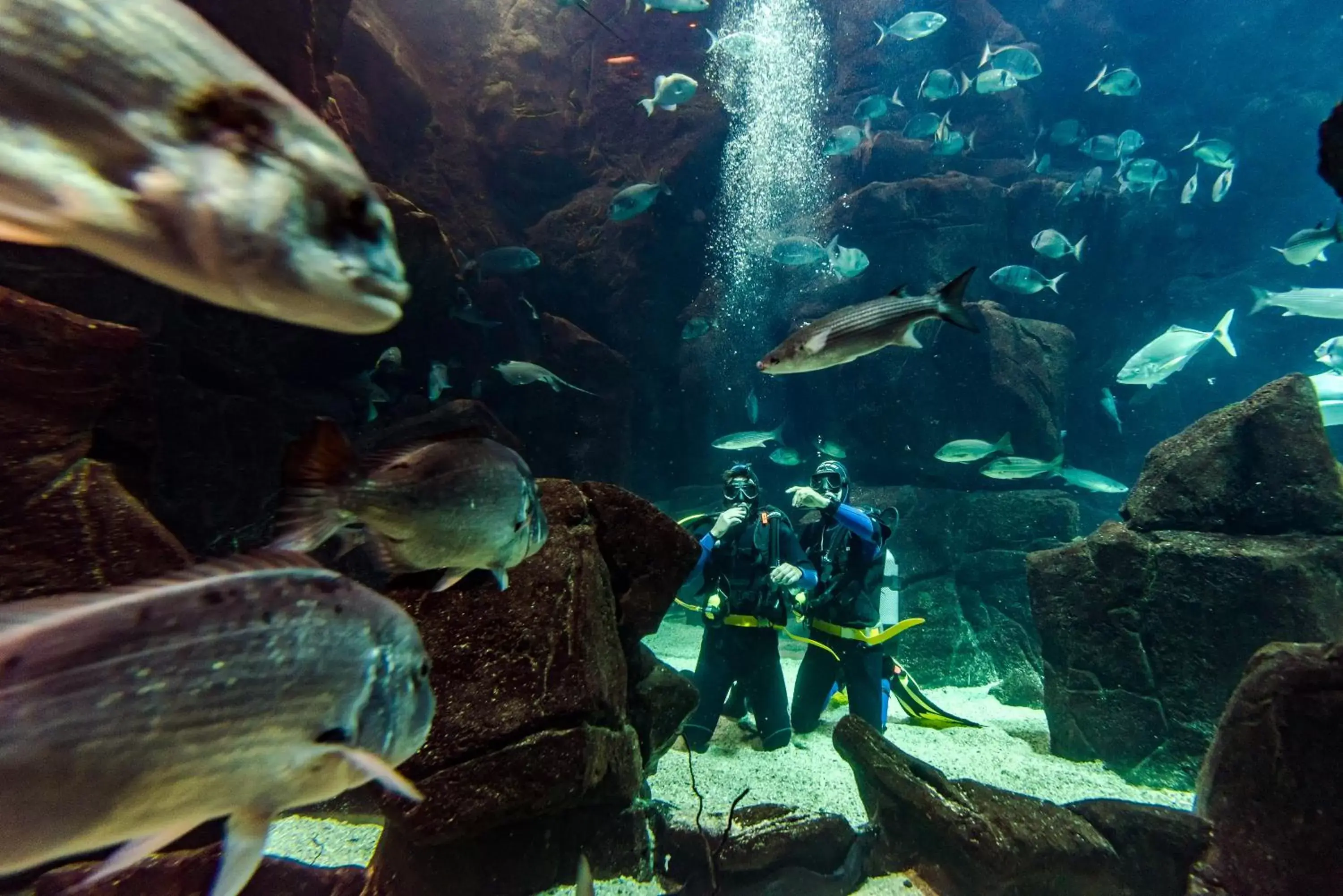 Diving, Snorkeling/Diving in Aqua Natura Madeira