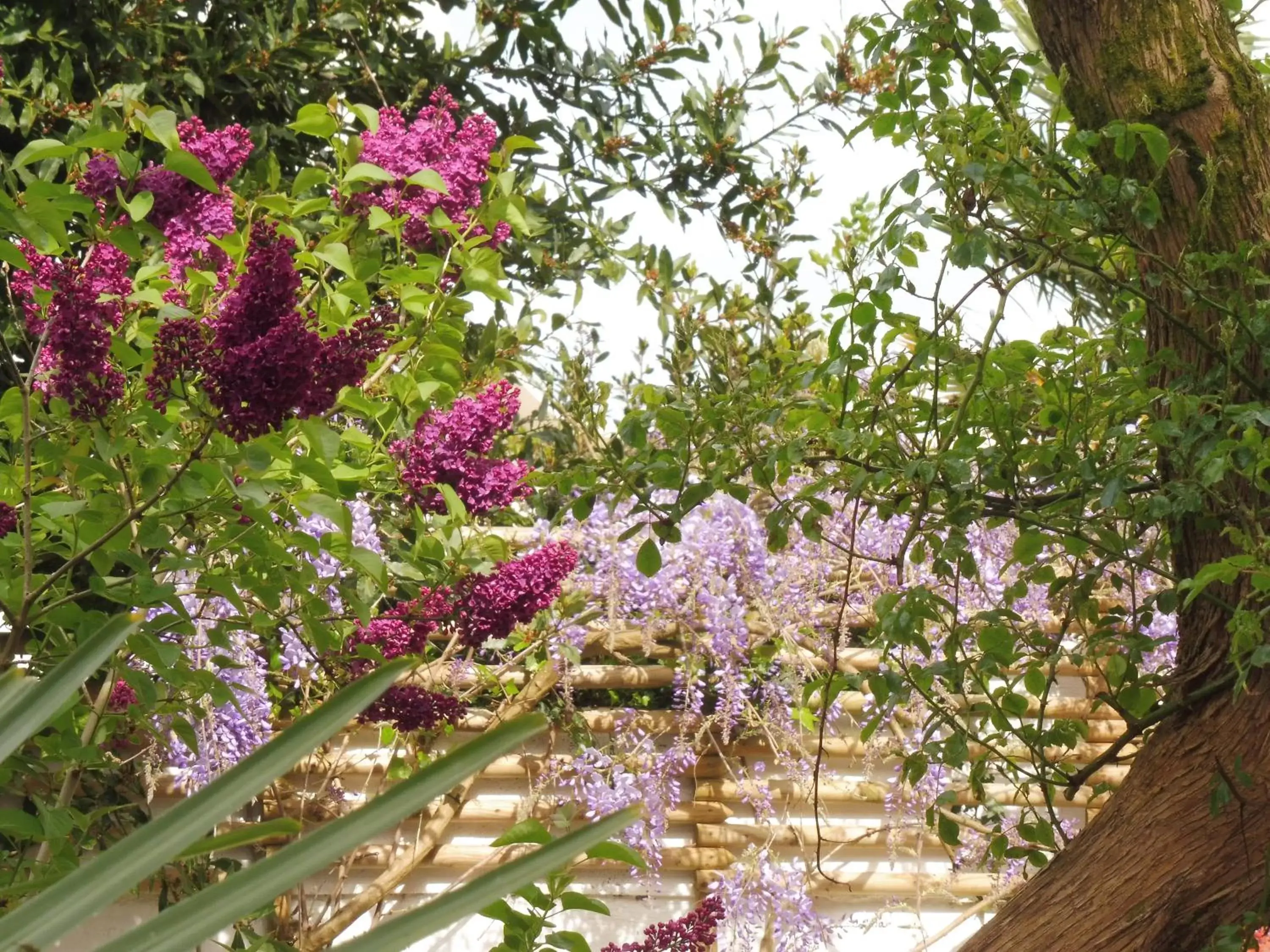 Garden view in Ty Lireu