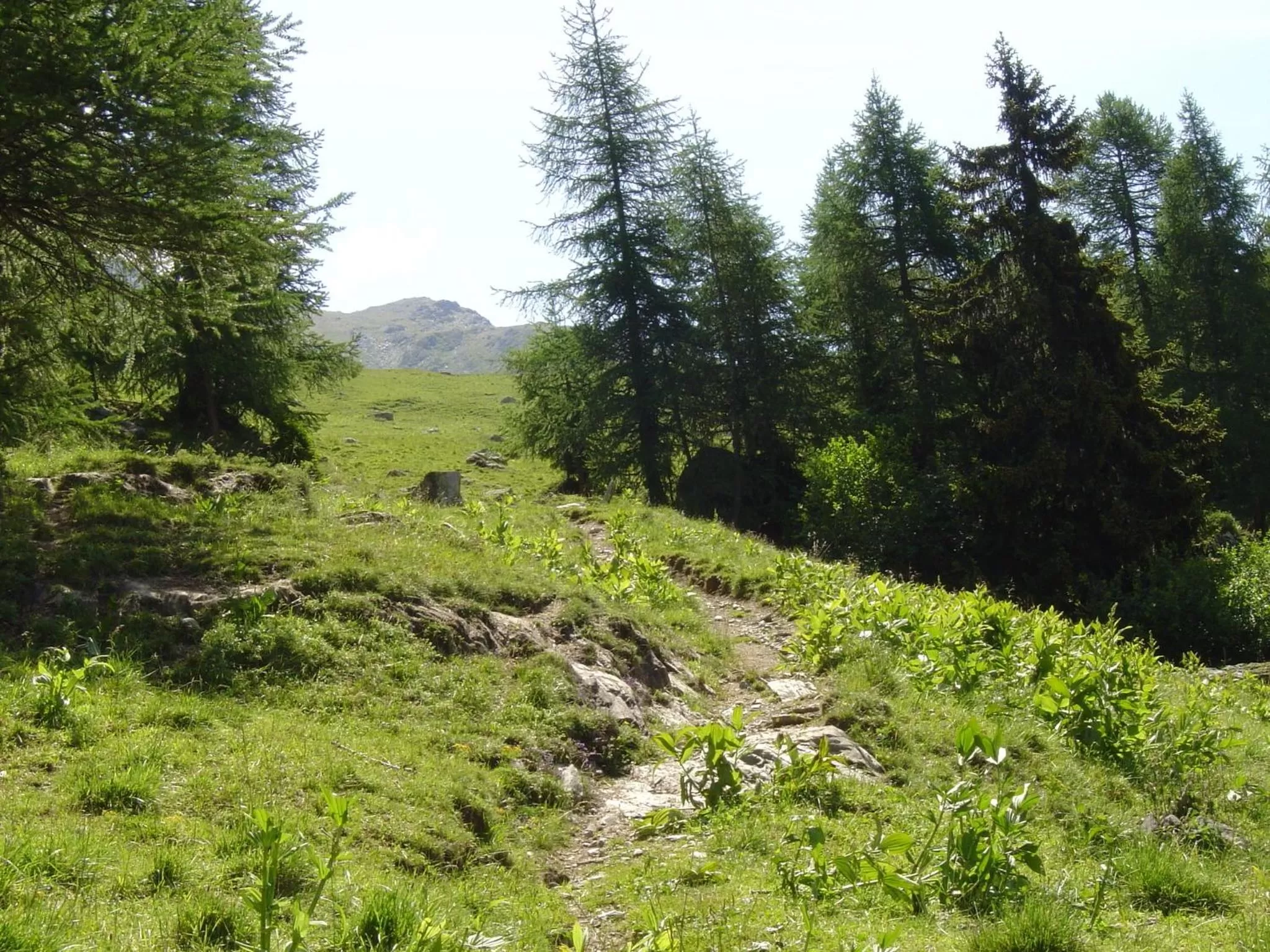 Hiking in Hotel Le Genepy