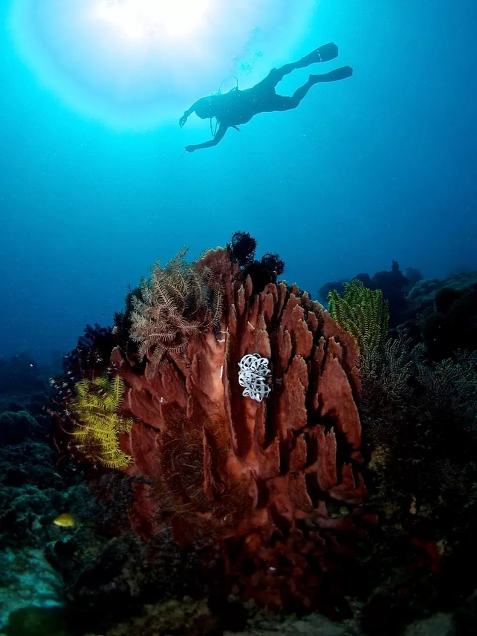 Diving in Punta Bulata White Beach Resort & Spa