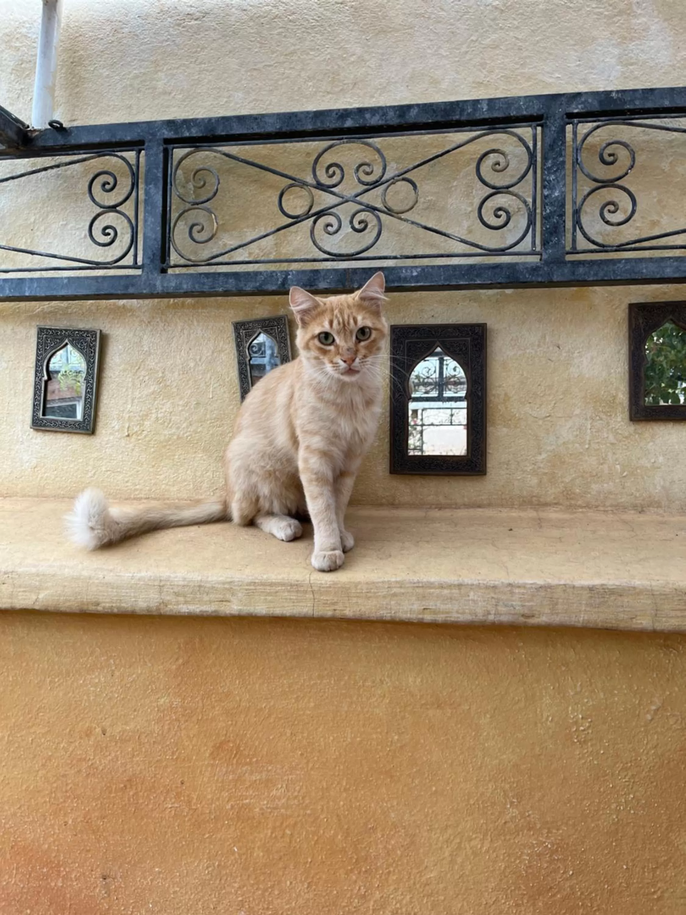 Pets in Riad Al Ibtikar