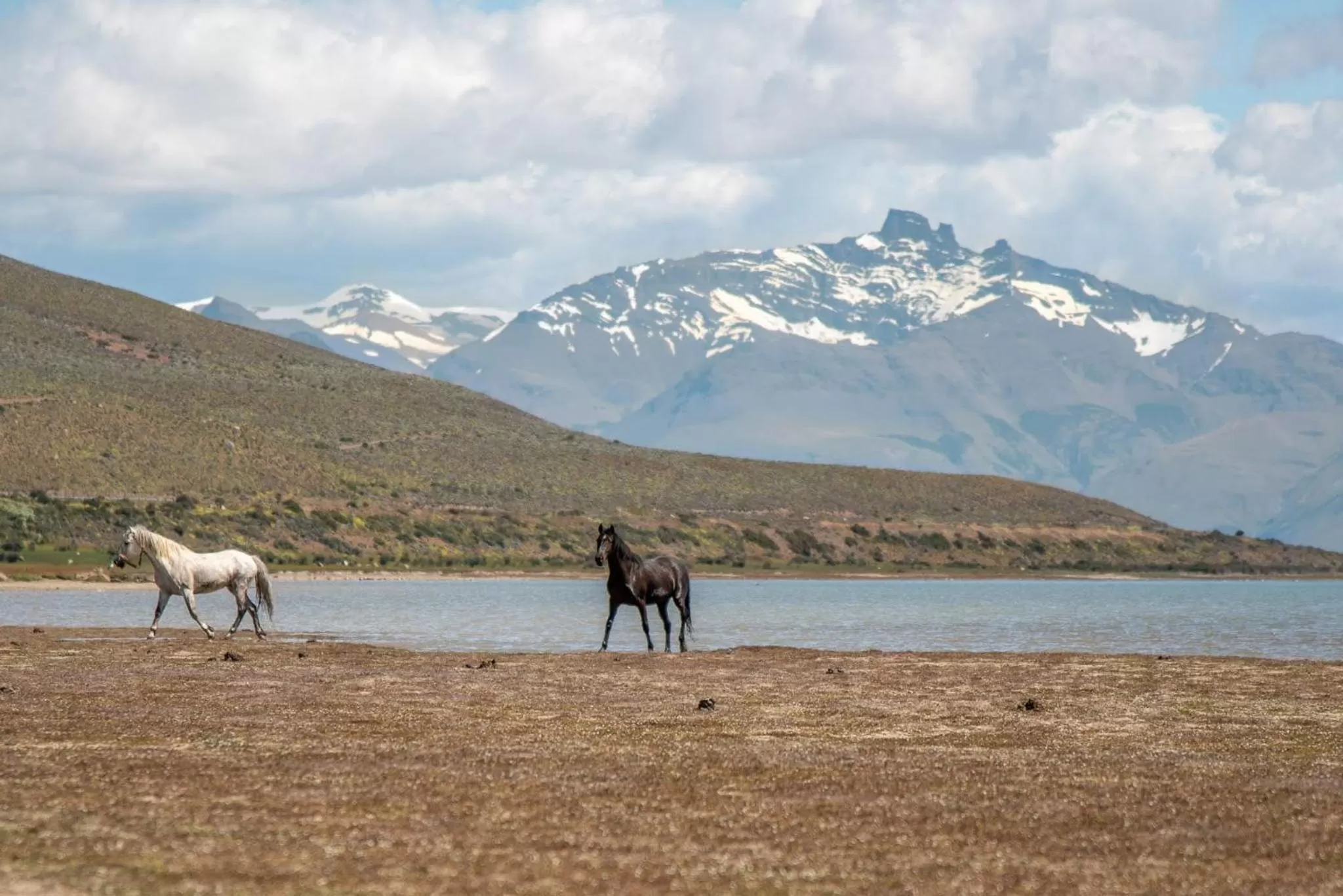 Other Animals in Hostería El Galpón Del Glaciar