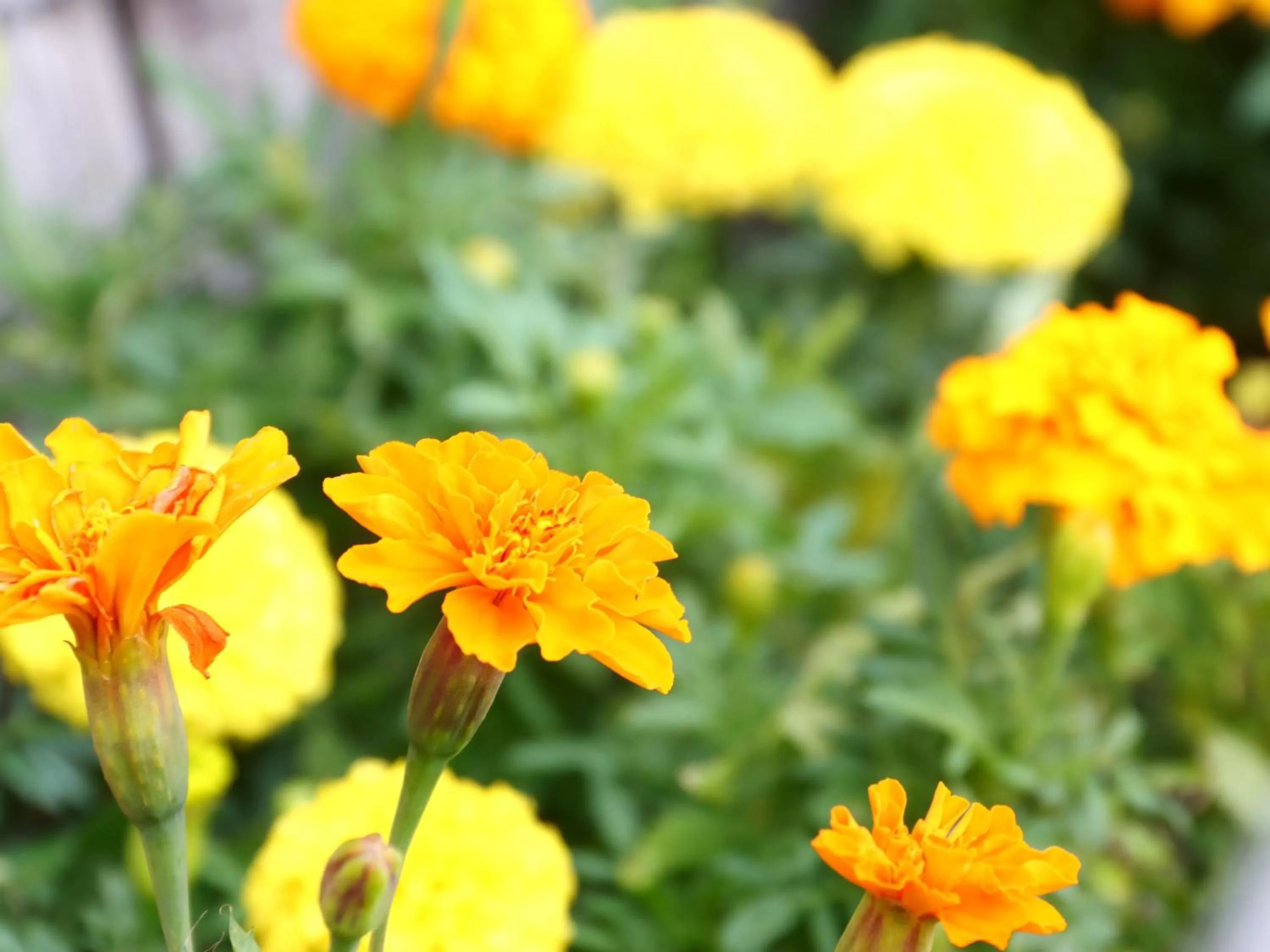 Decorative detail in Fukiya