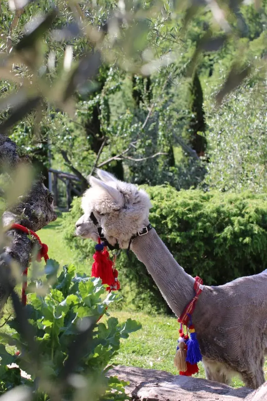 Garden, Other Animals in Terre di Baccio