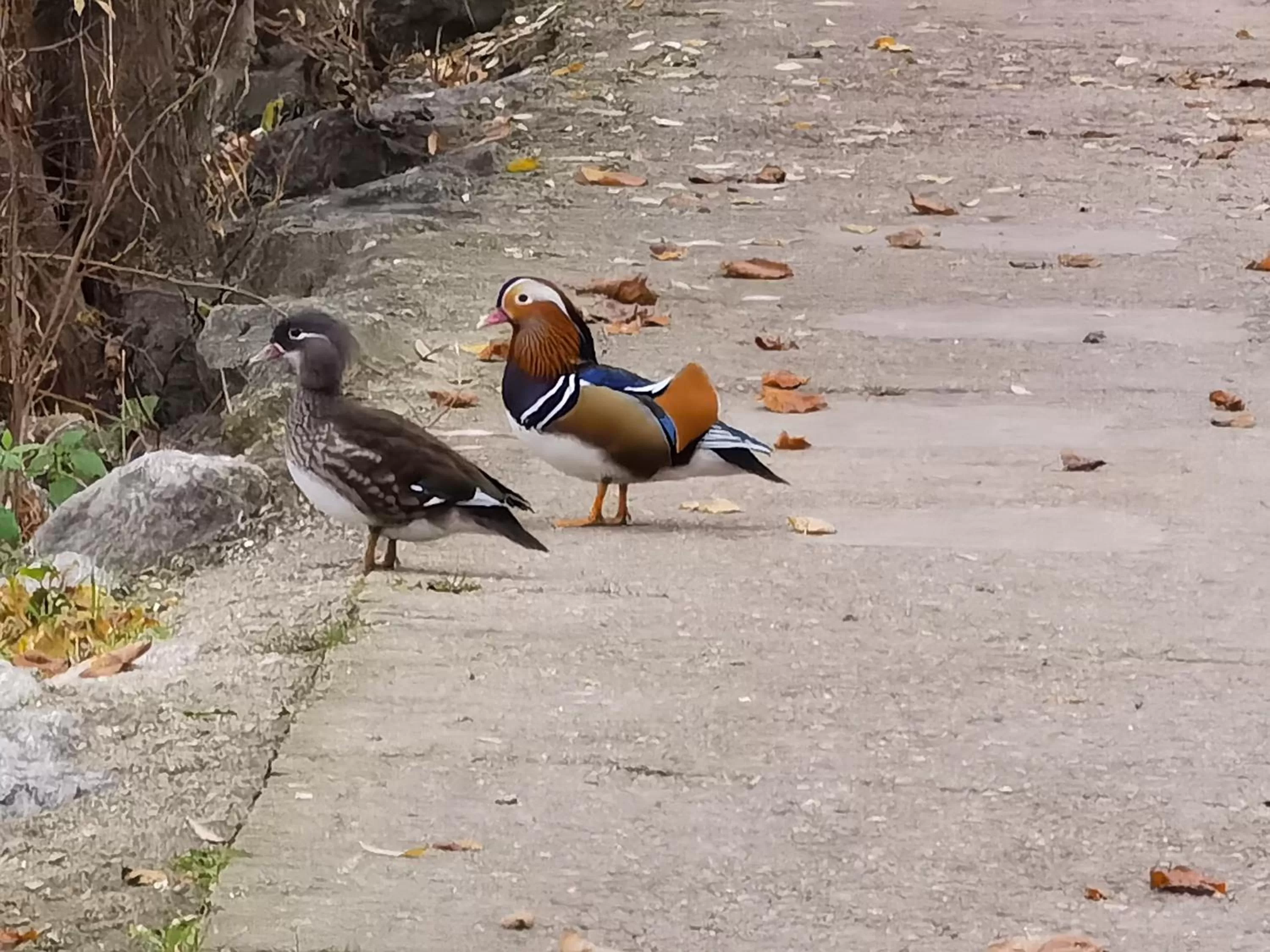 LES PINGOUINS DE LA MARNE