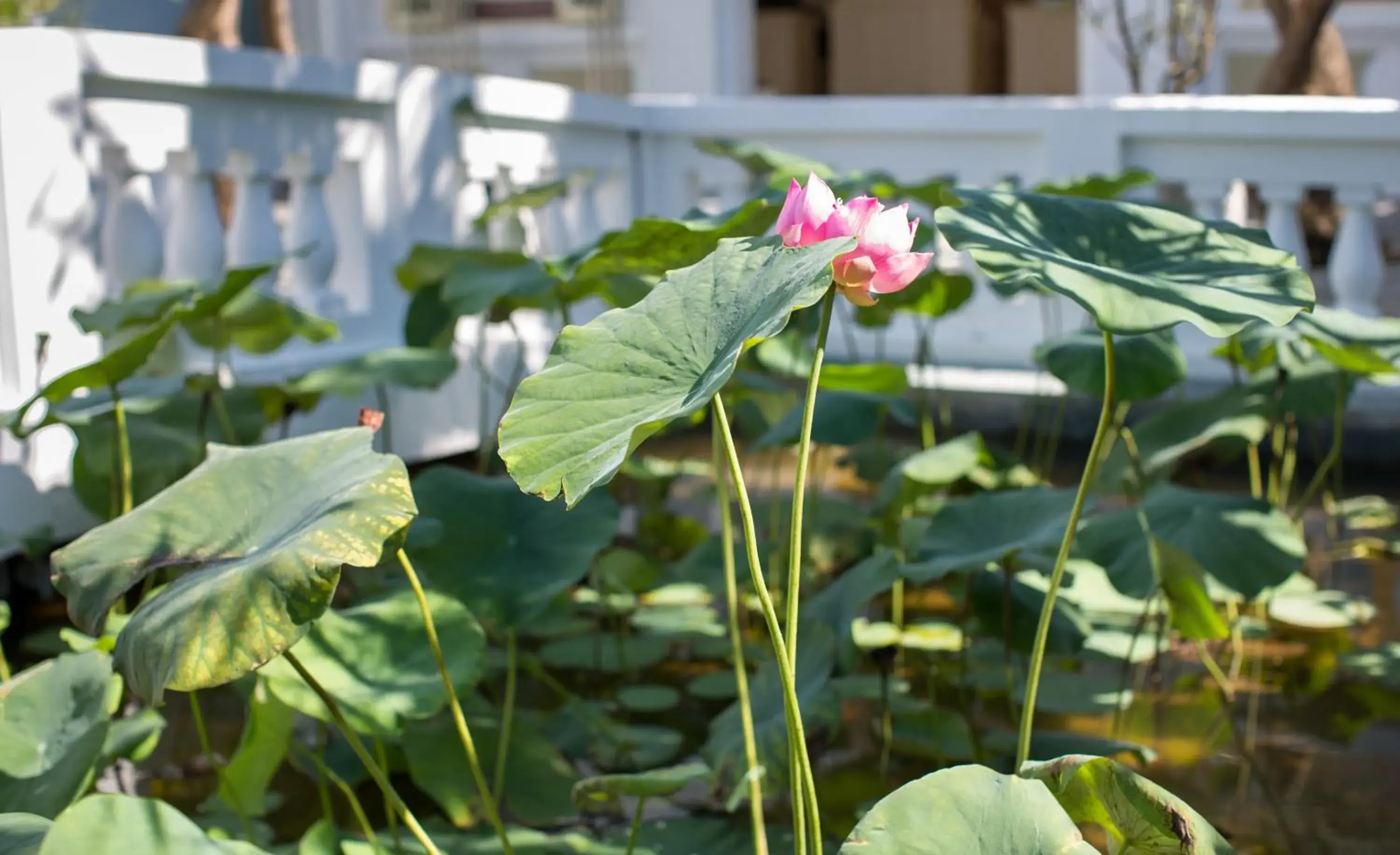 Garden in Hoi An Garden Palace & Spa