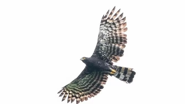 Animals in Birds & Breakfast Costa Rica