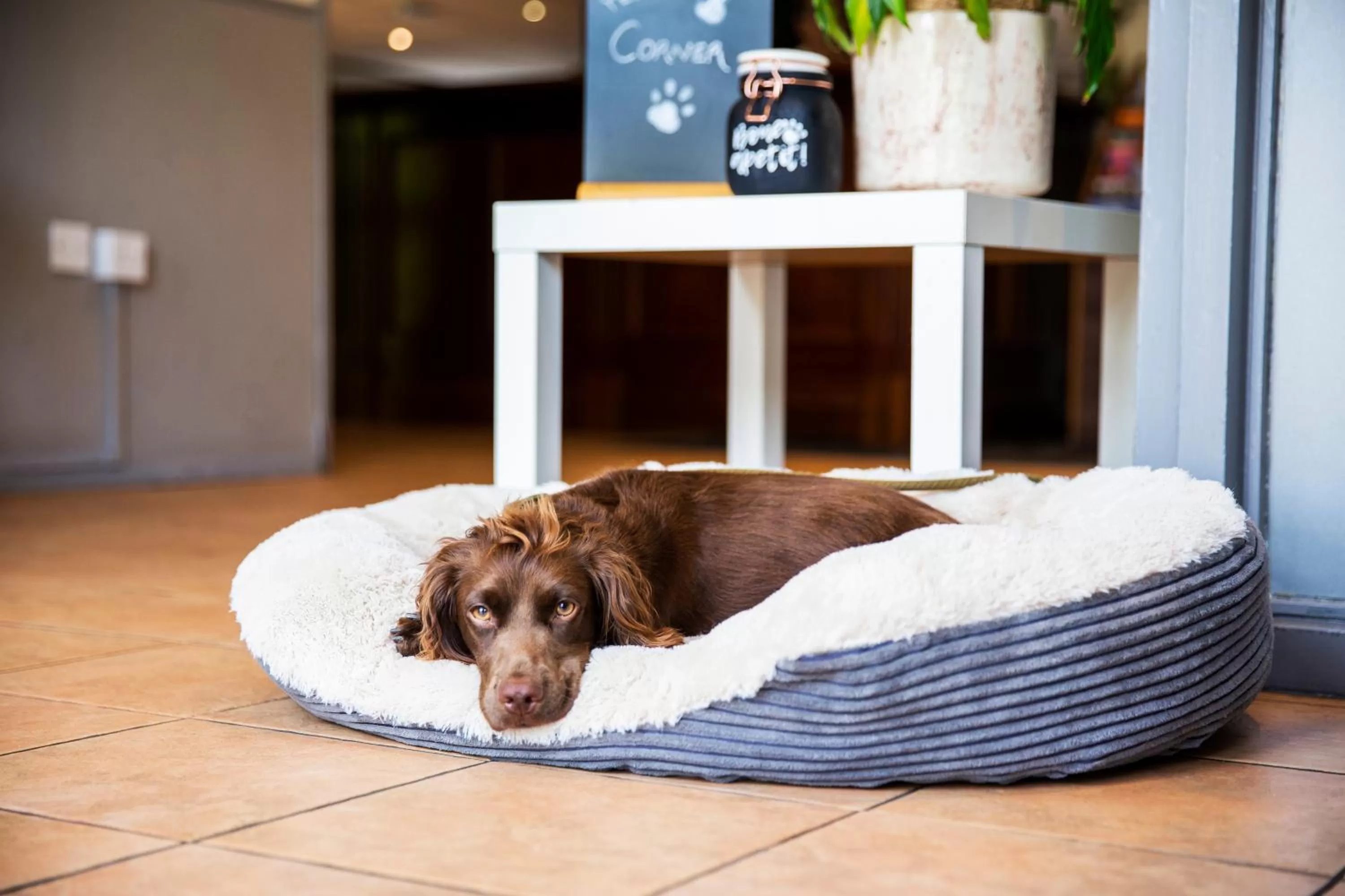 Pets in Campanile Hotel - Washington