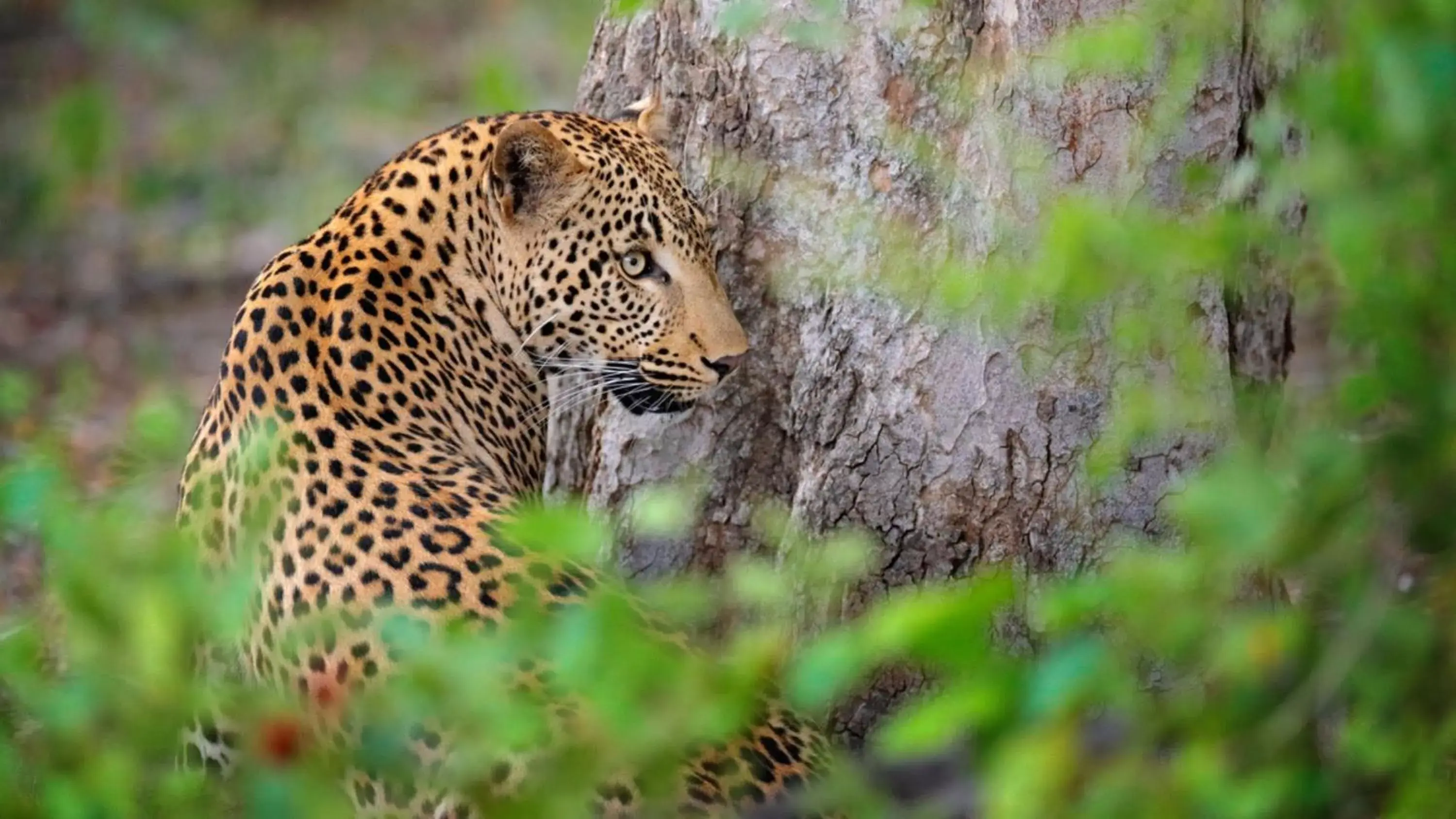 Nearby landmark, Other Animals in Crowne Plaza - Dar Es Salaam, an IHG Hotel