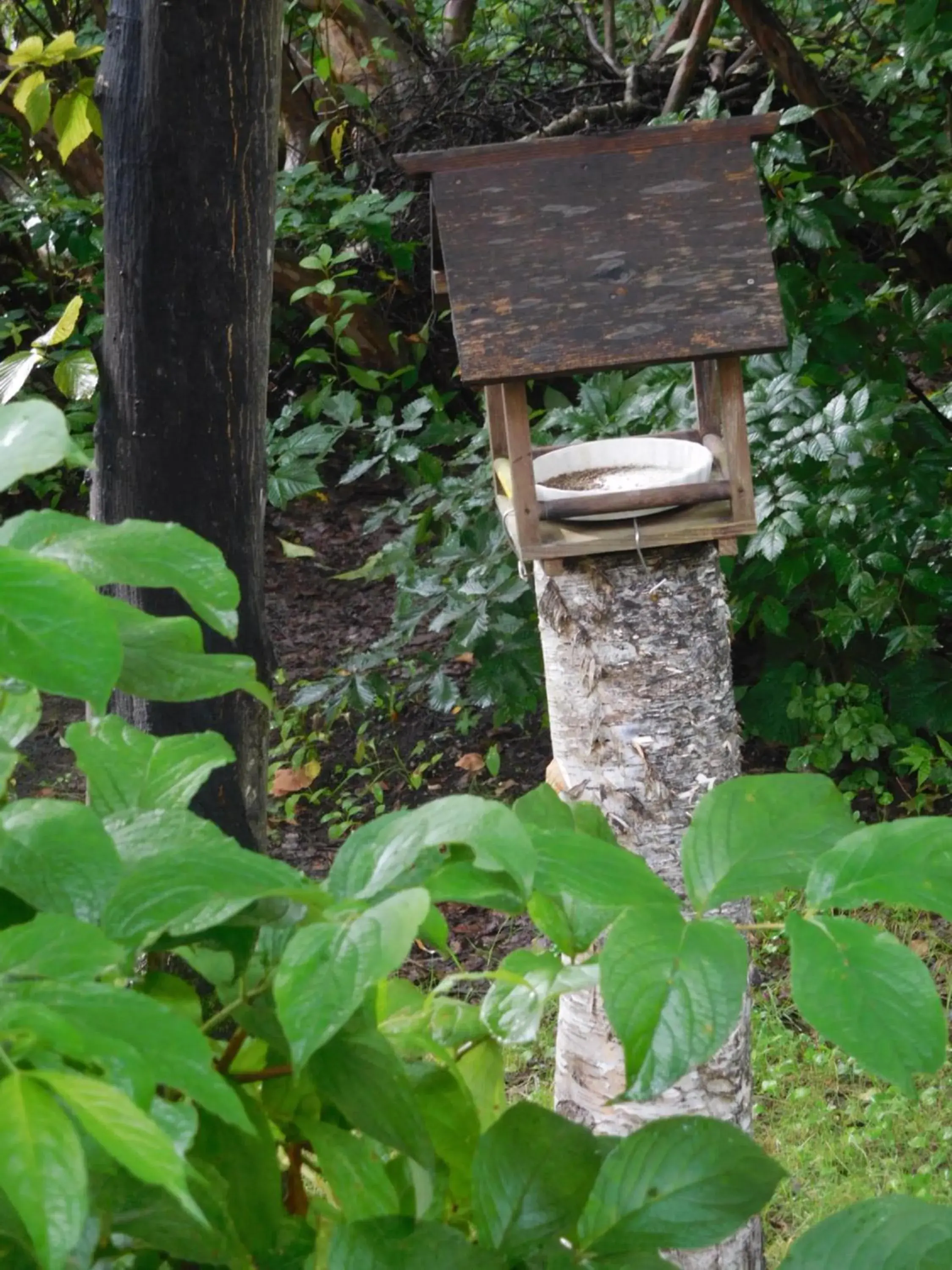 Madarao Elm Pension