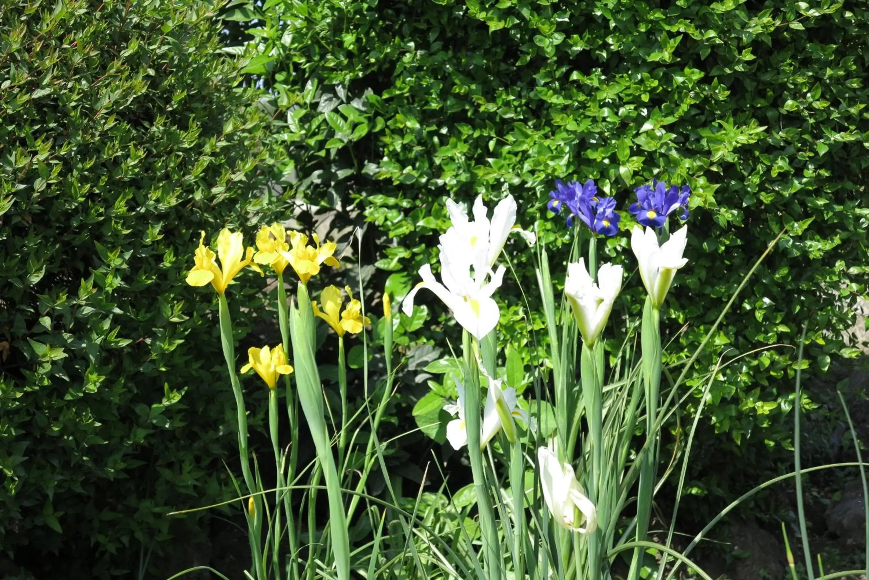 Garden in BiancoCancello