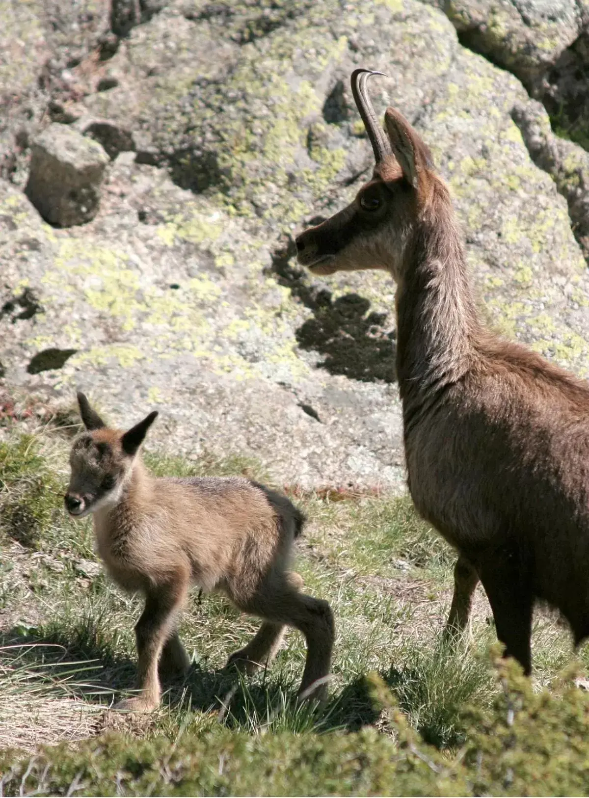 Animals, Other Animals in Serrat del Vent - Adults only