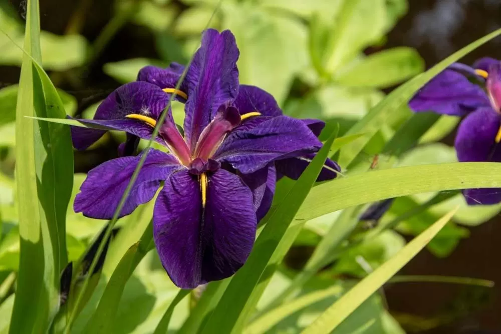 Garden in B and B Suite No.3