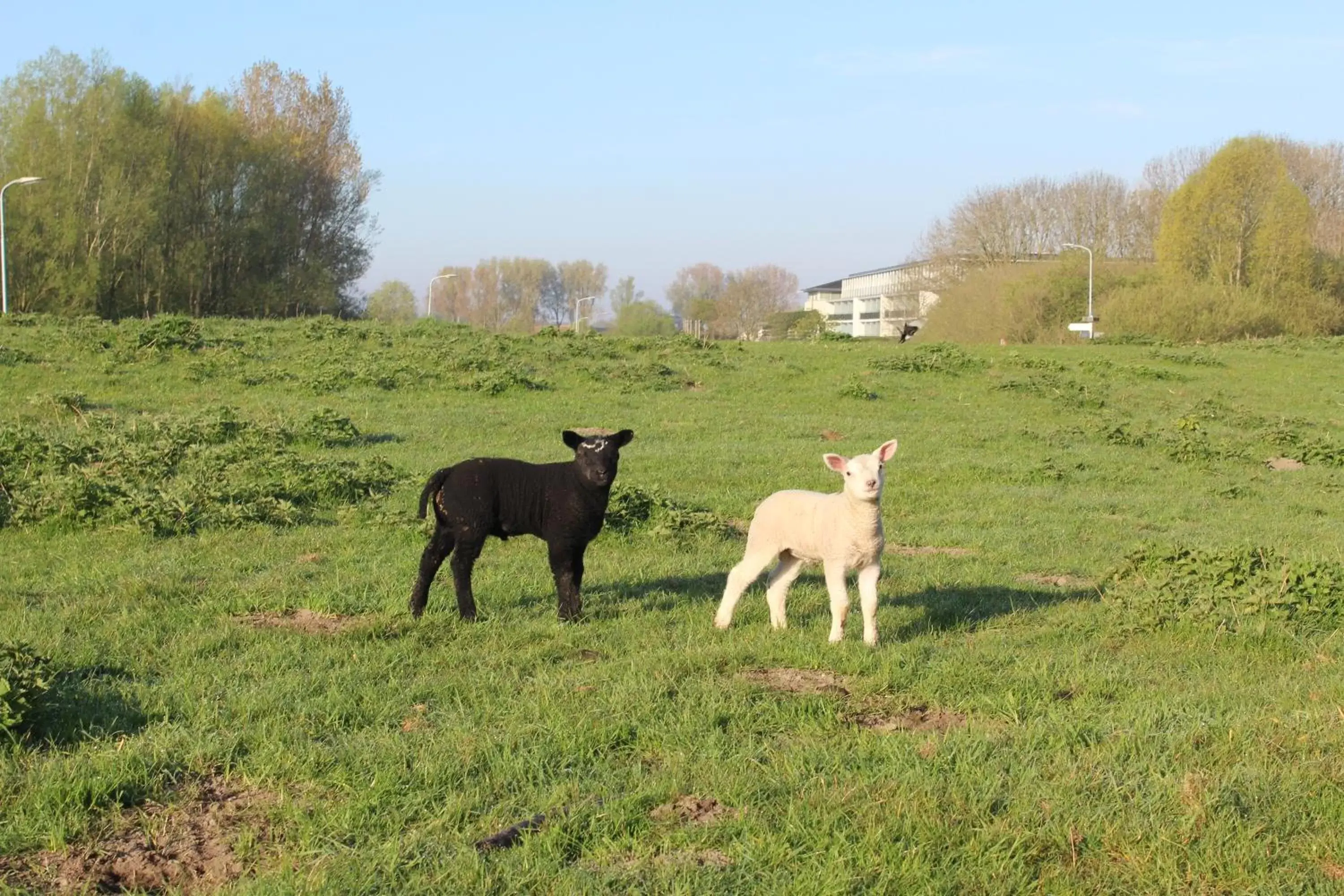 Animals, Other Animals in Van der Valk Hotel ARA Zwijndrecht