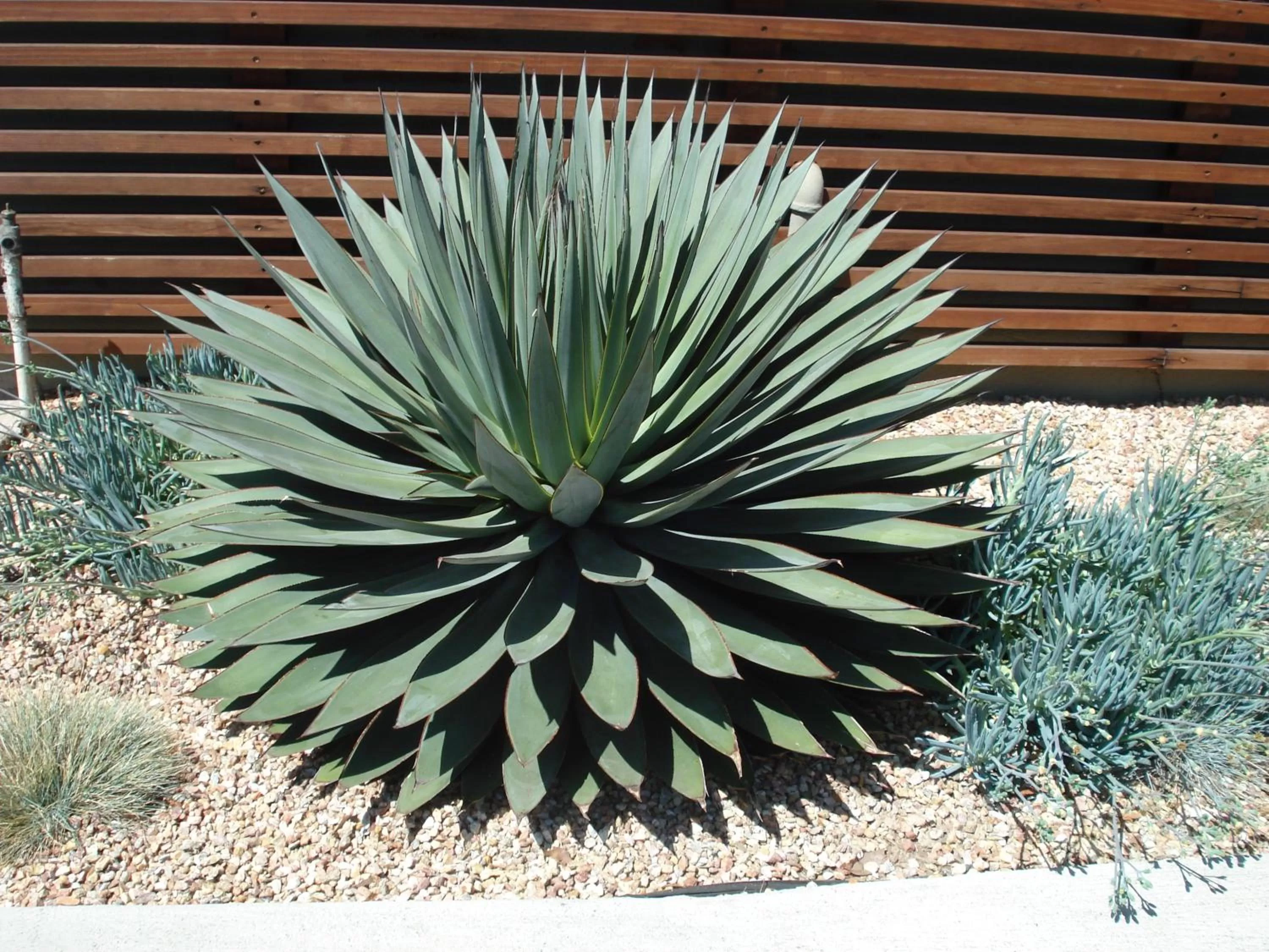 Decorative detail in Agave Inn