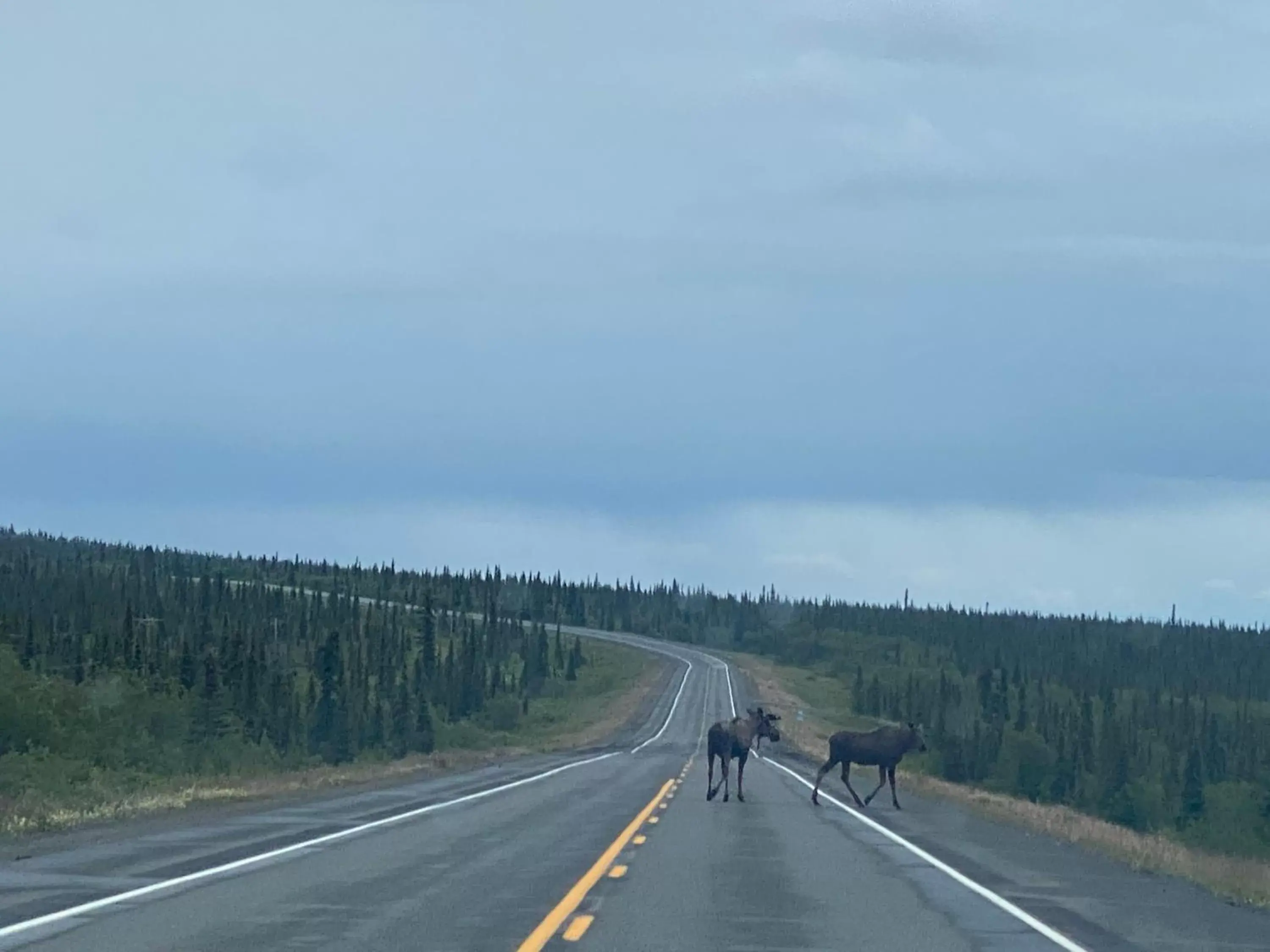 Animals in Tolsona Lake Lodge