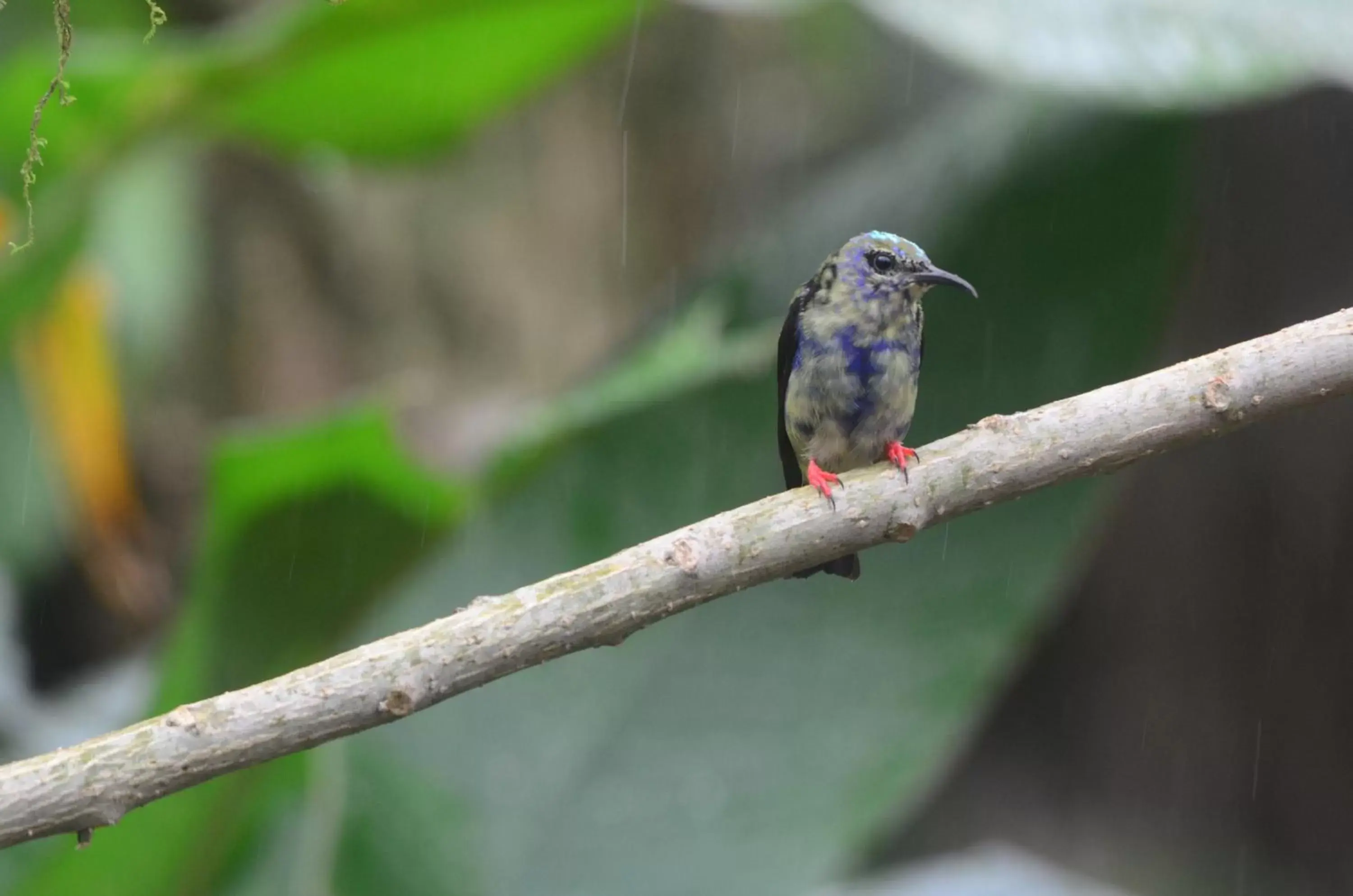 Animals, Other Animals in Birds & Breakfast Costa Rica