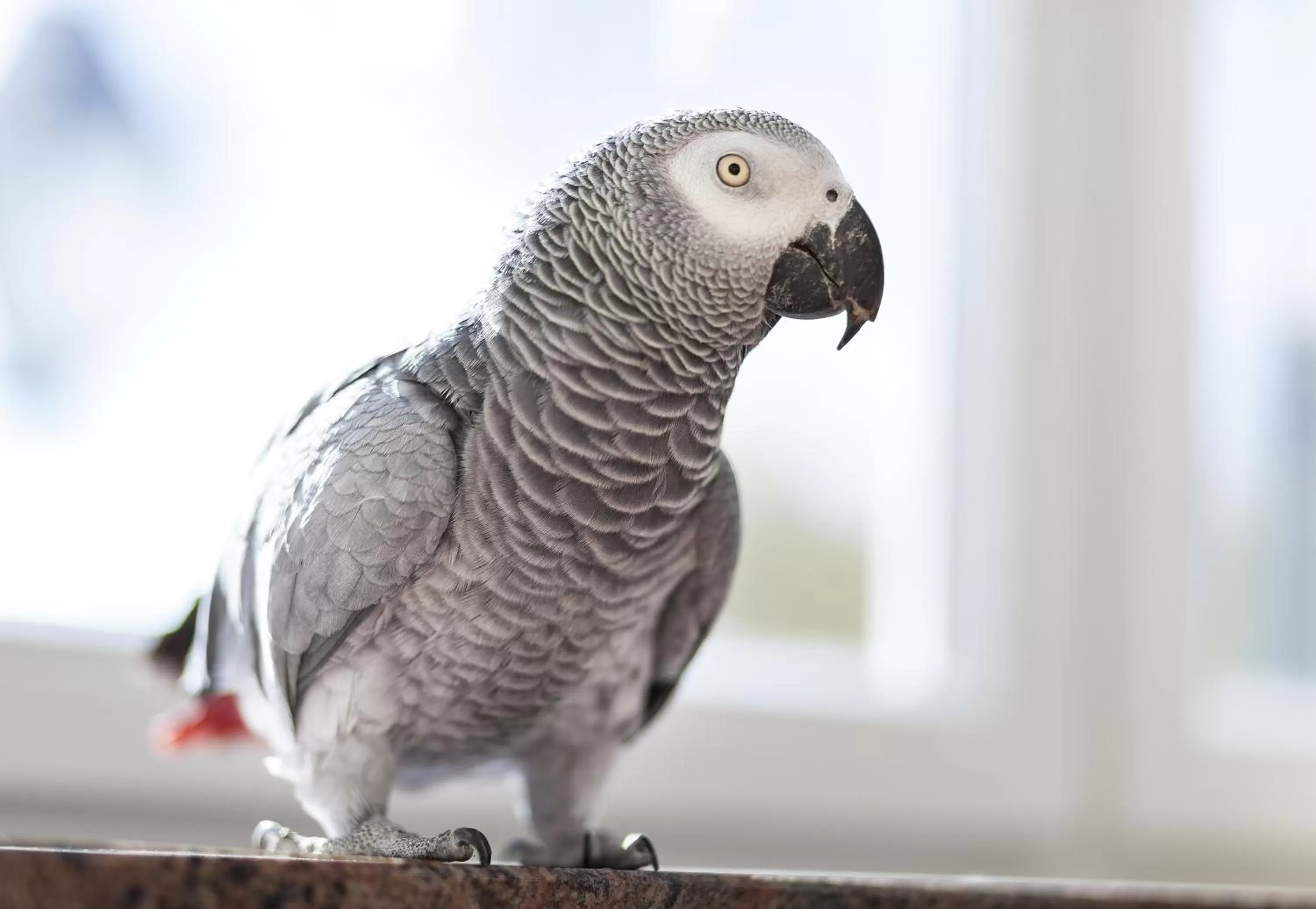 Pets in Kurhaushotel Bad Salzhausen