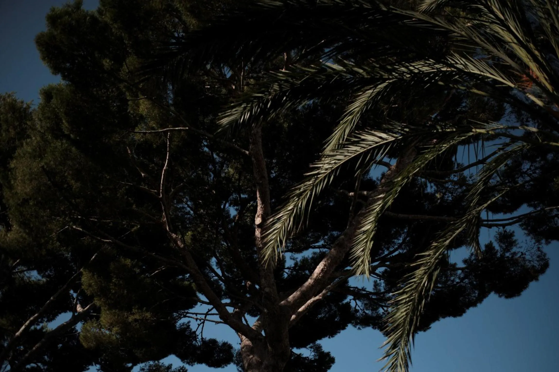 Garden in Prinsotel La Pineda