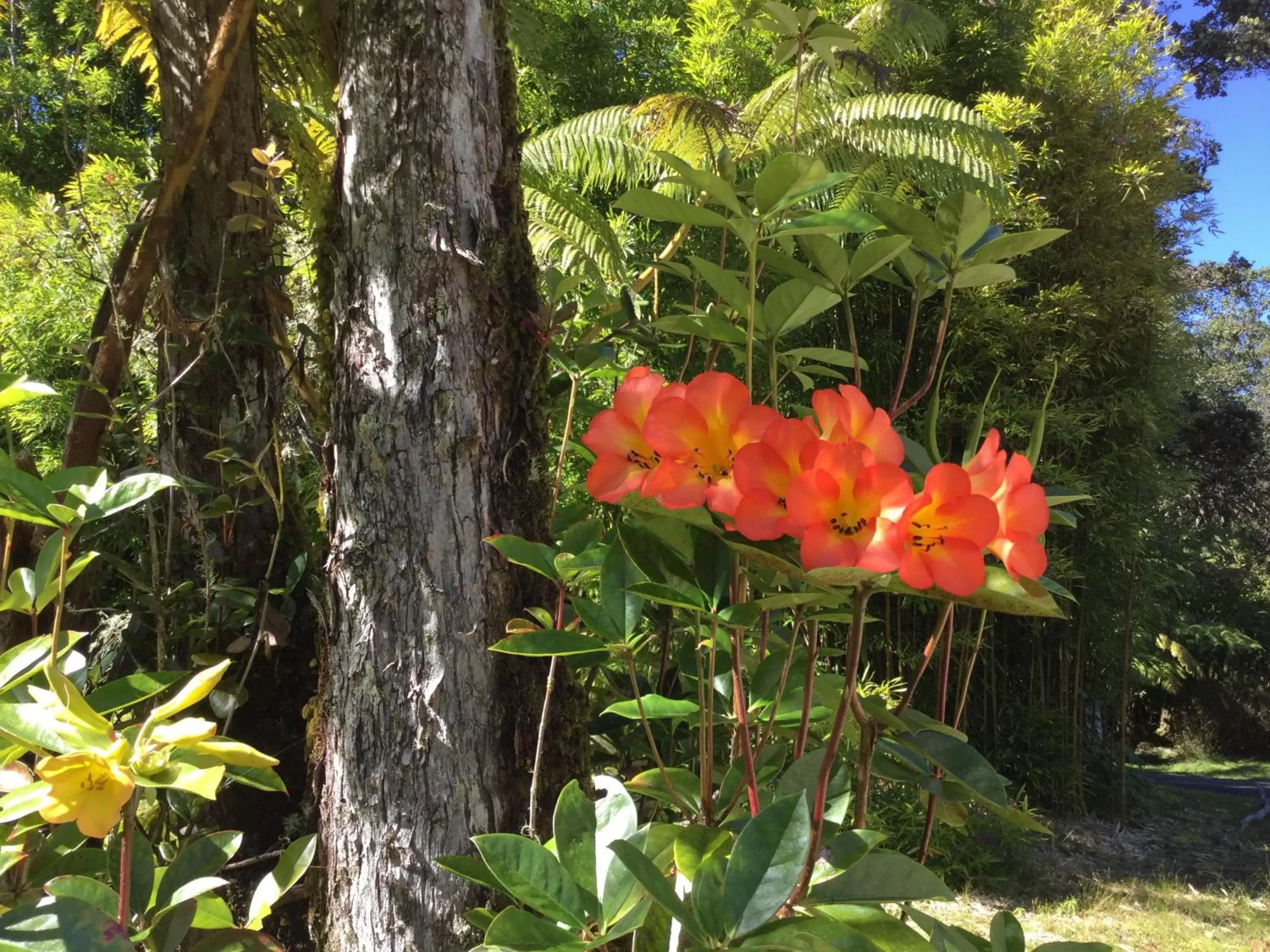 Garden in Hale 'Ohu Bed & Breakfast