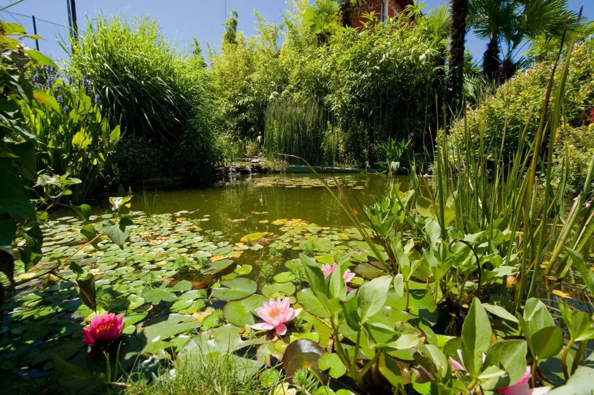 Day, Garden in Hotel Regina Palace