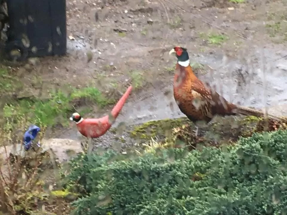 Other Animals in Jacquie's B&B -Dumfries-Room with a view - hot tub