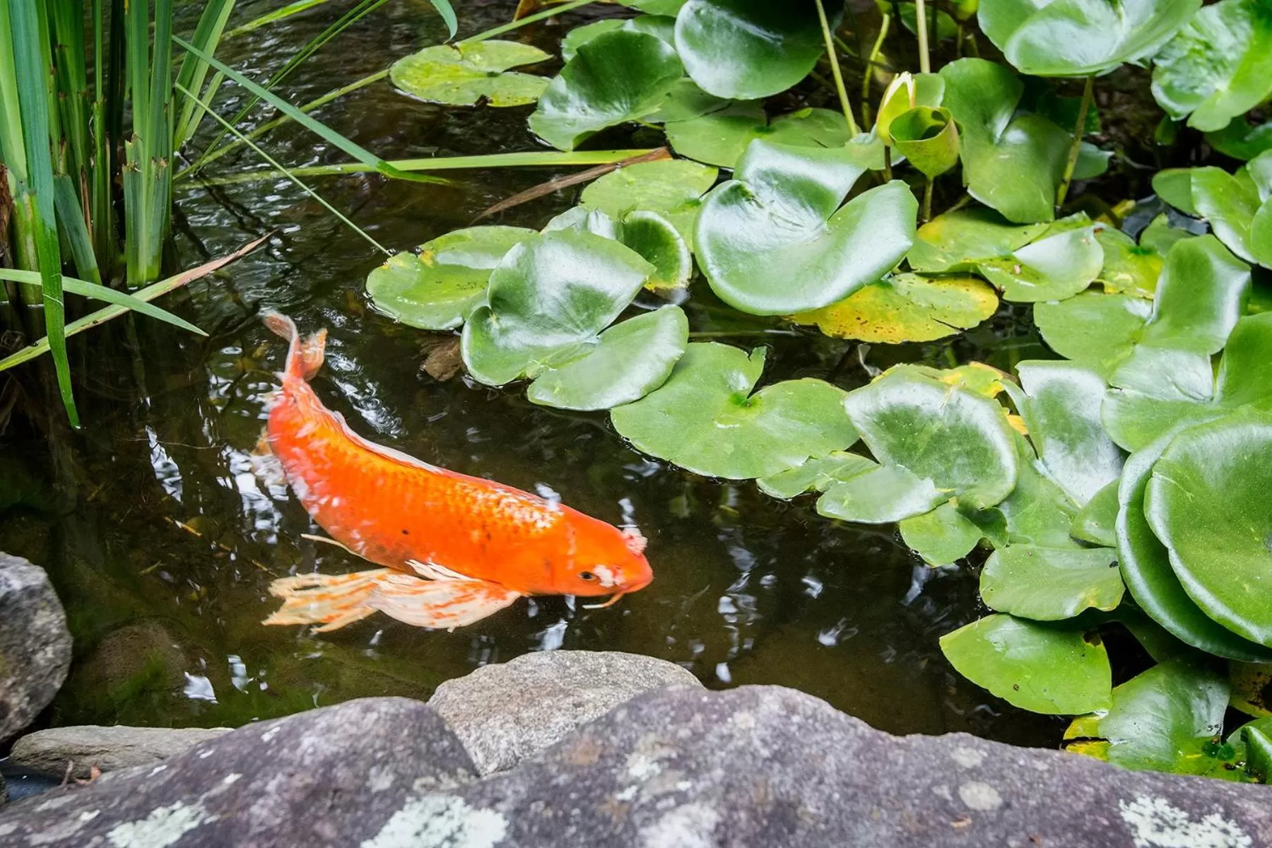 Garden, Other Animals in Lazy Bear Lodge