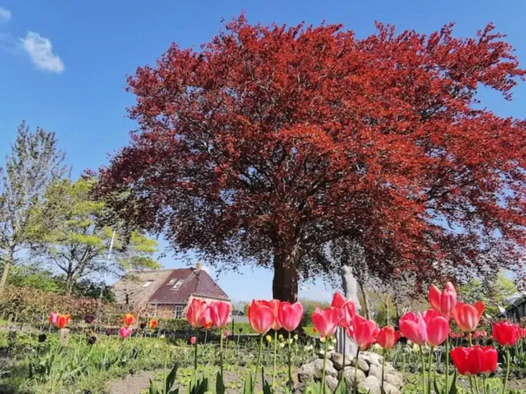 Garden in B&B Klassiek