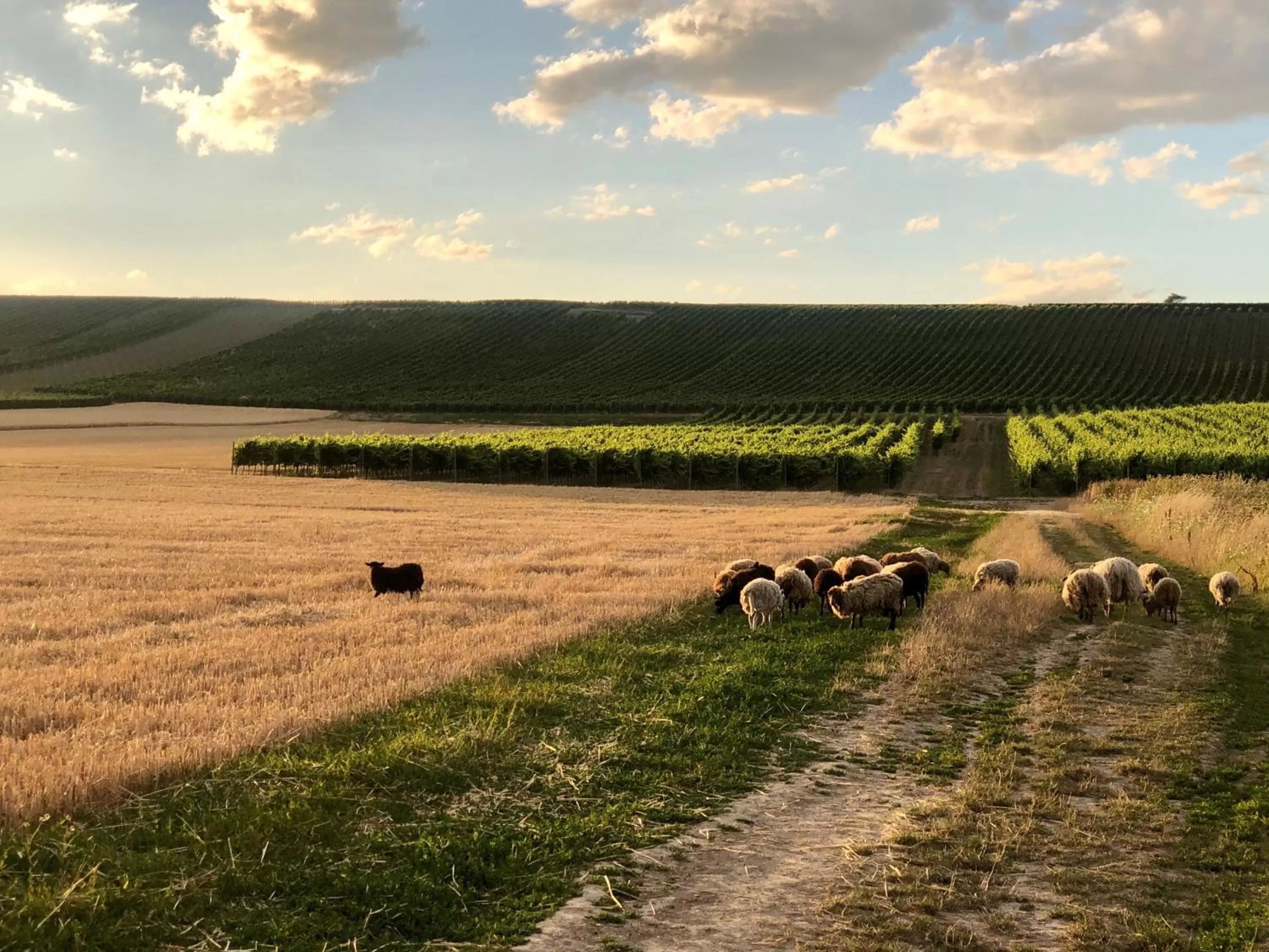 Natural landscape in Hotel Lehn